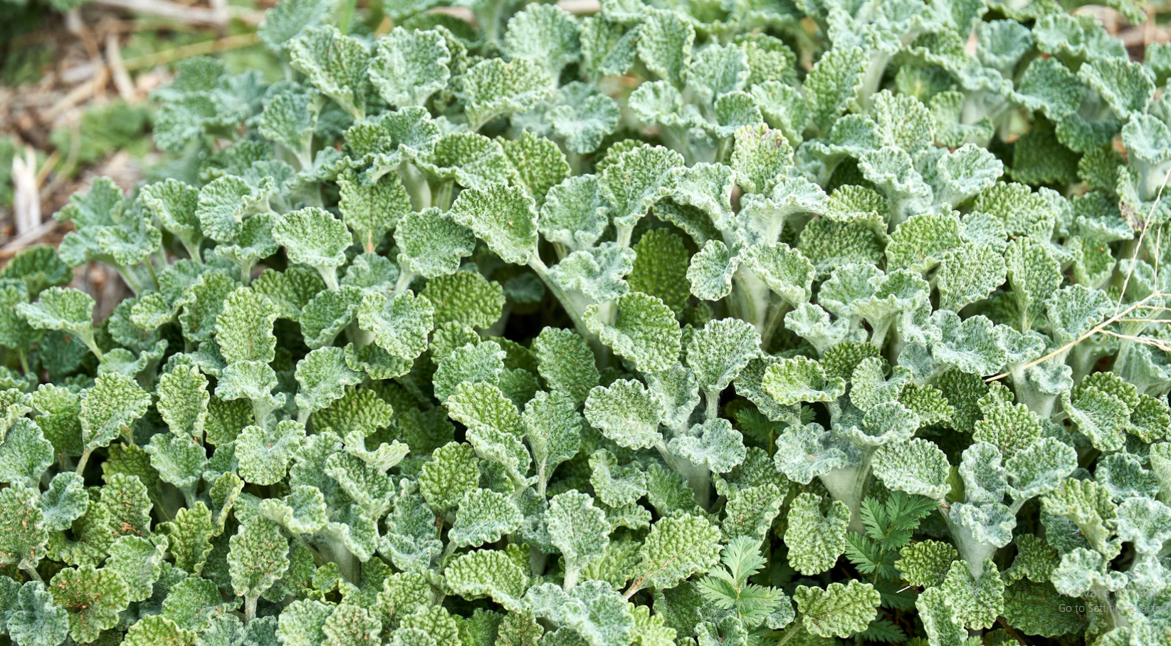 White Horehound (Marrubium vulgare)