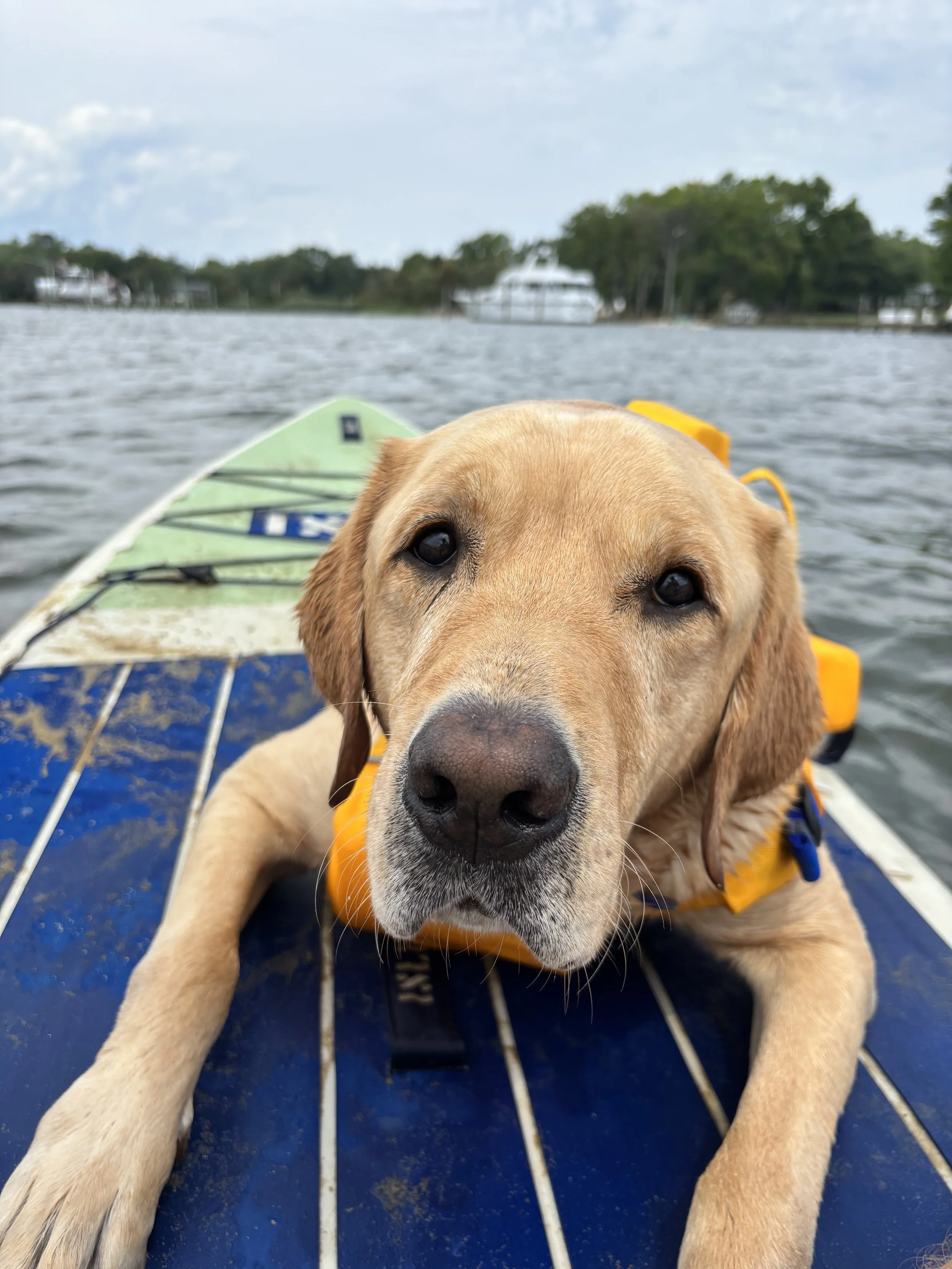 Buddy riding on a paddleboard on the water in Annapolis, Maryland.