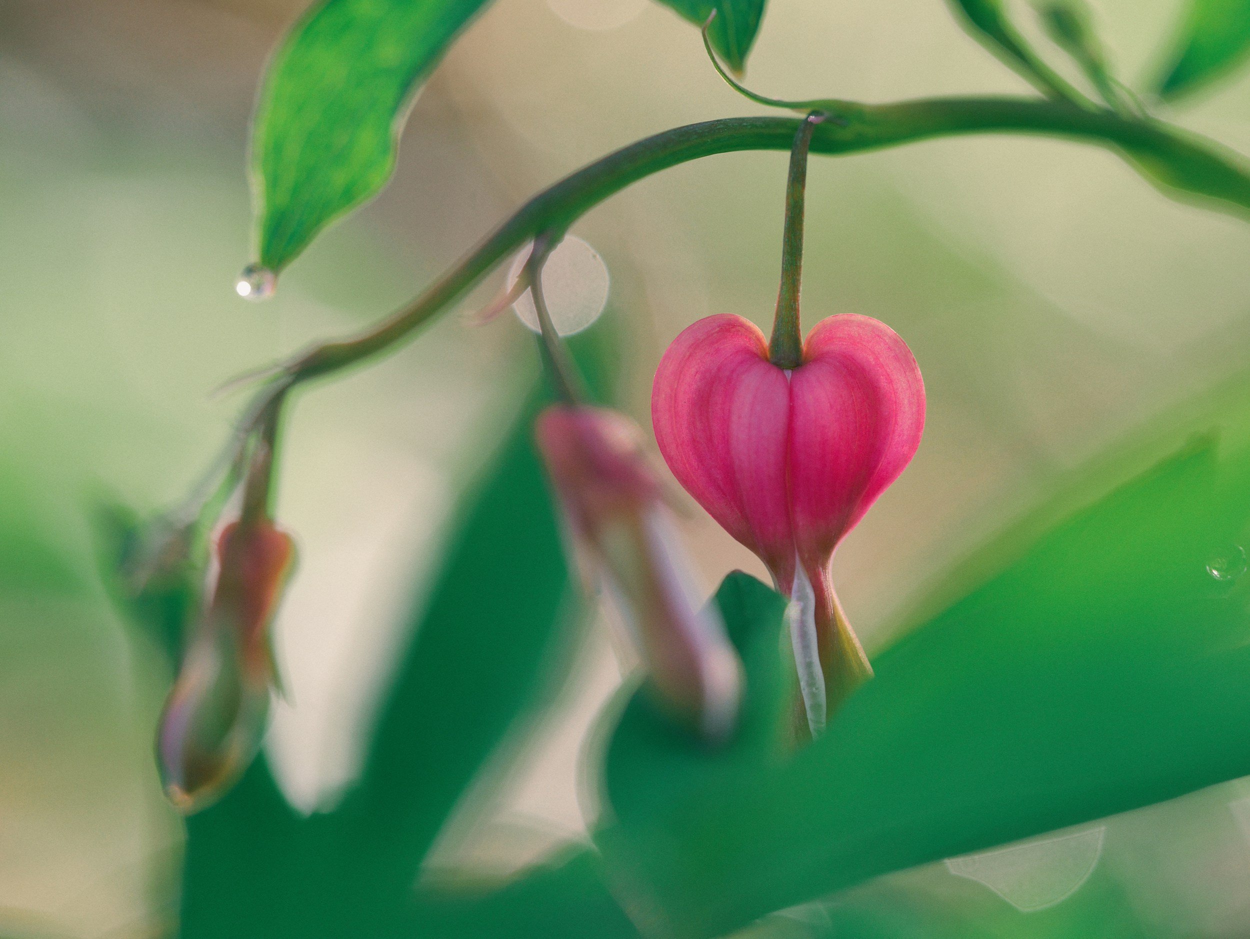 Close-up of a pinkish-red flower shaped like a heart hanging from a vine, surrounded by blurred green leaves.