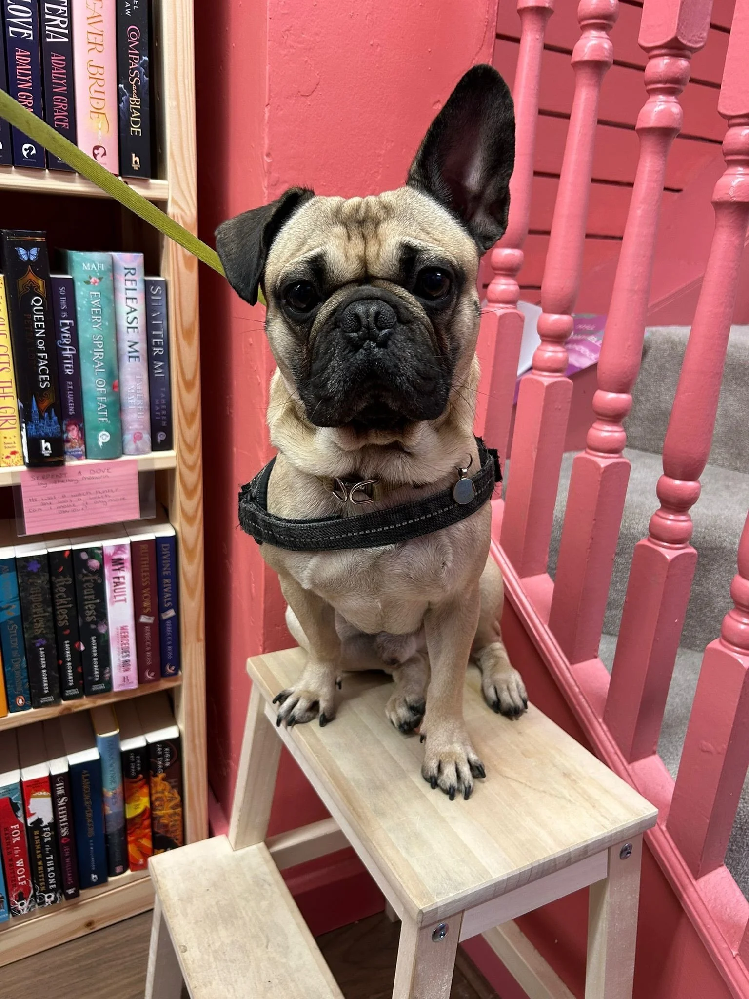 Did you know we&rsquo;re dog friendly? 🐾 

We love to see your pooches, and have treats waiting behind the till for them!

Bonus: swipe to the end to see our own Head of Barketing sulking when he&rsquo;s told he isn&rsquo;t allowed to personally gre