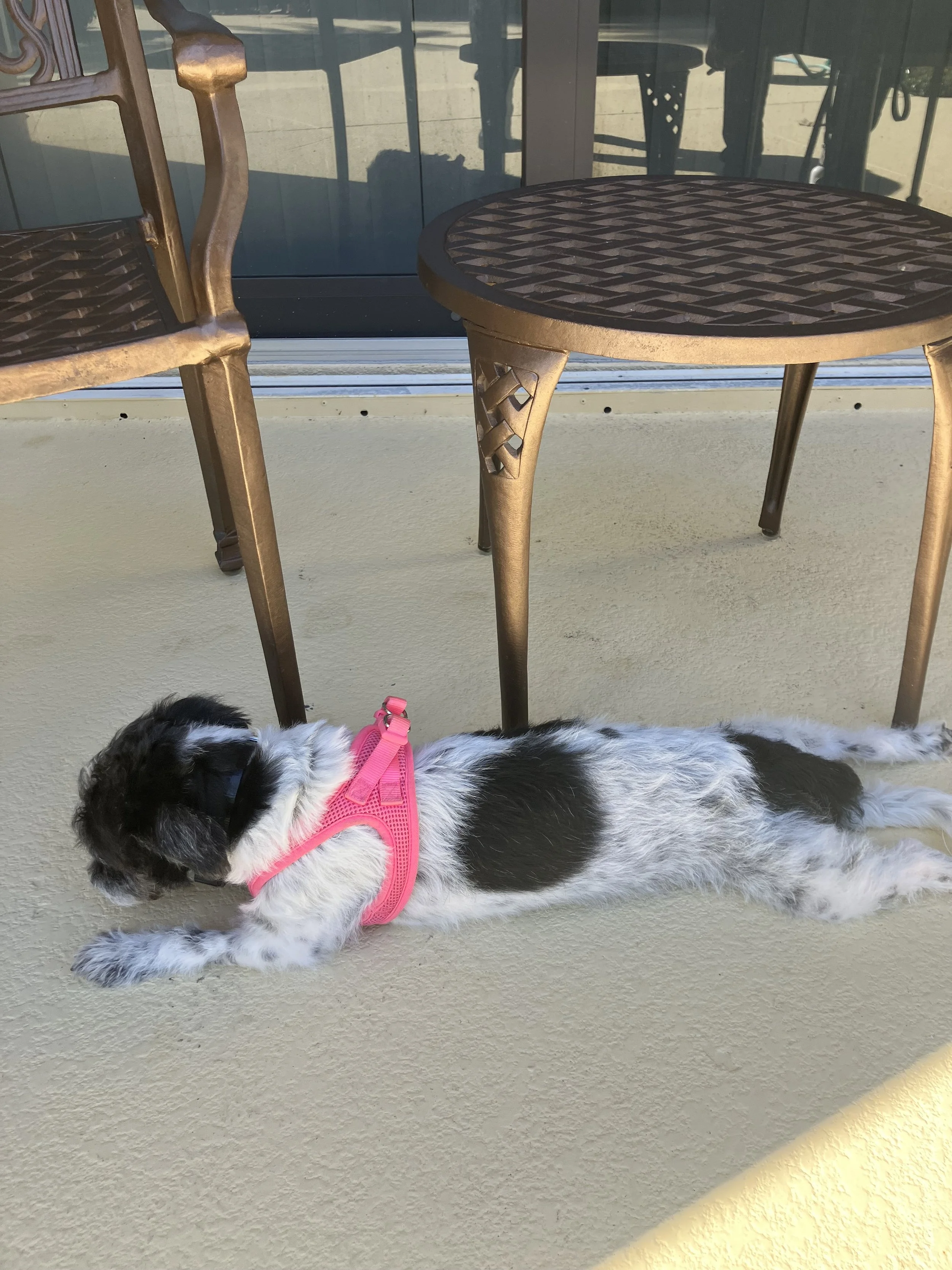 dog training palm beach gardens