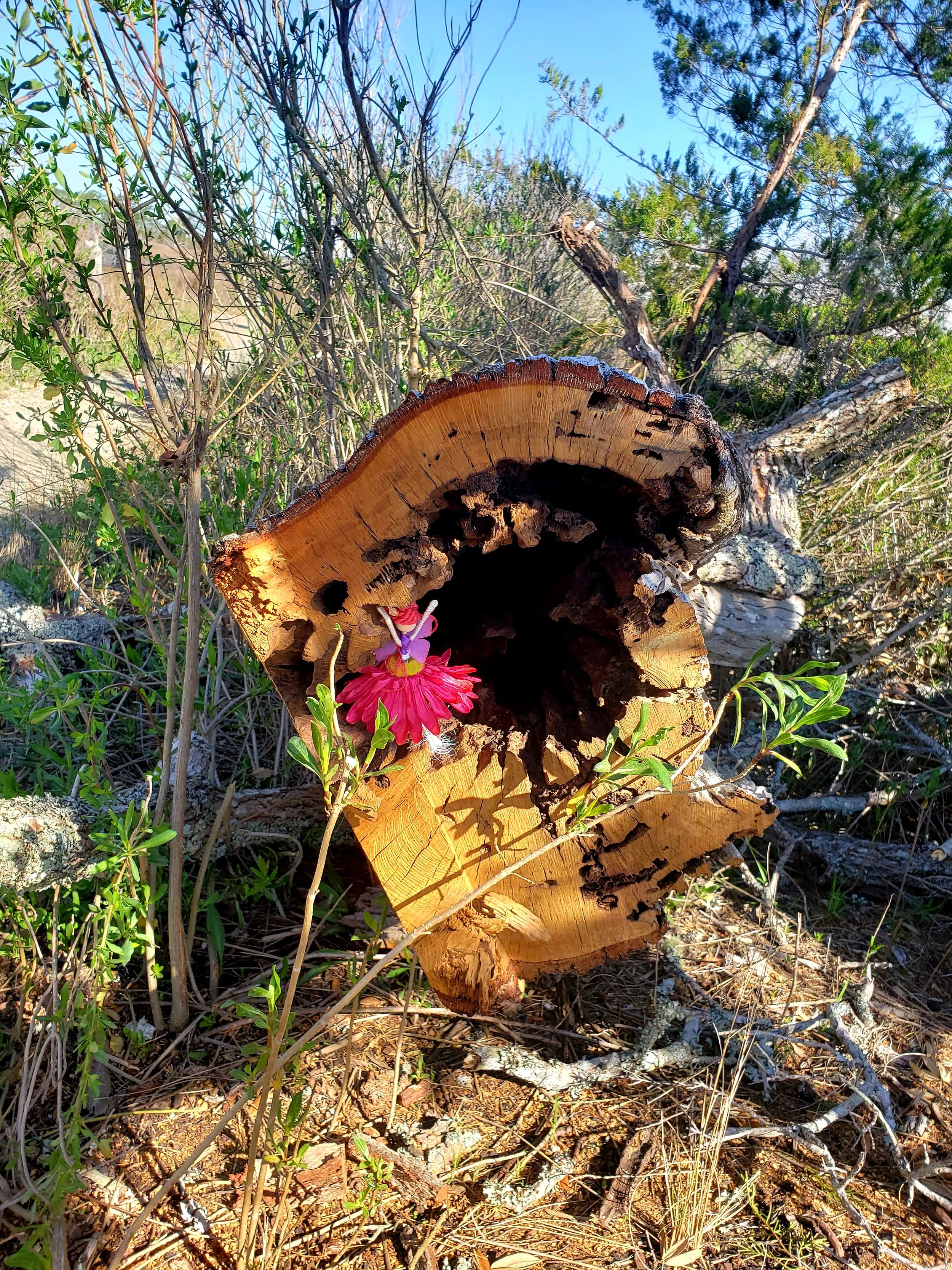 A small handcrafted fairy with pink flower petals nestled inside the hollow end of a fallen log, surrounded by forest plants and sunlight.