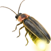 A firefly emitting light on a pink background