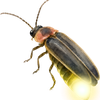 A close-up of a beetle firefly on a bright pink background
