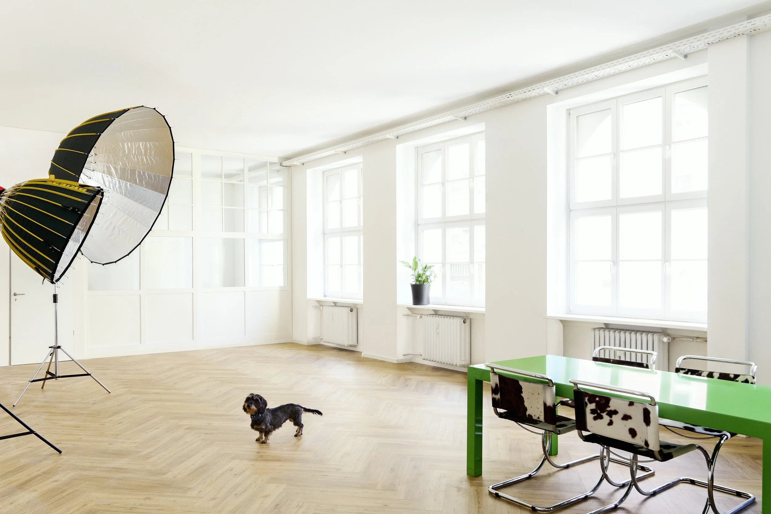 Ein hell erleuchteter Raum mit Holzboden, großen Fenstern, einem kleinen Hund, professioneller Fotolichtausrüstung, einem grünen Tisch und Stühlen mit Kuhmuster.