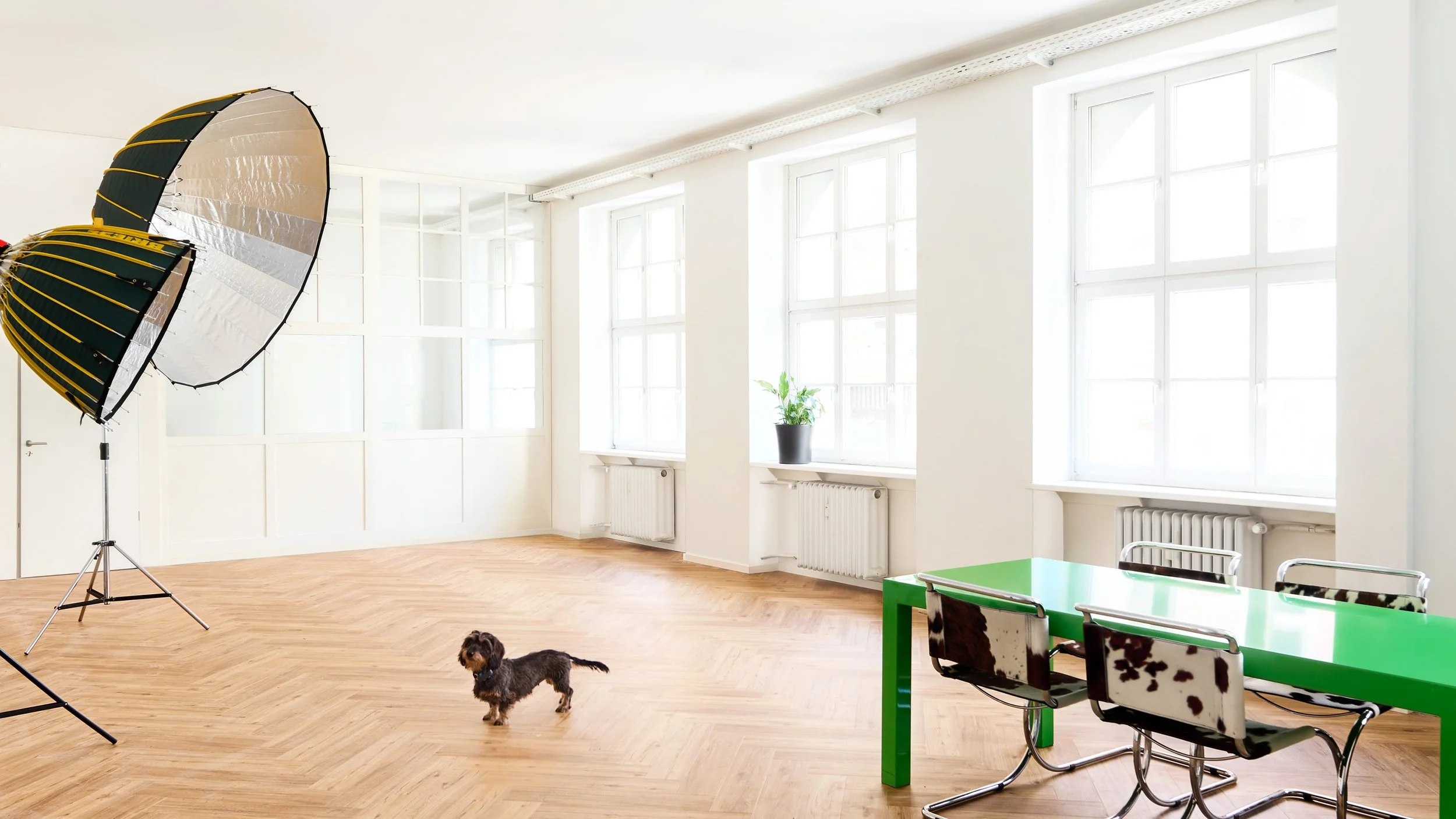 Ein hell erleuchteter Raum mit weißen Wänden, großen Fenstern, einer grünen Kindertischgruppe, Küchenstühlen mit Tiermuster, einem Licht-Reflektor, einem kleinen Hund.