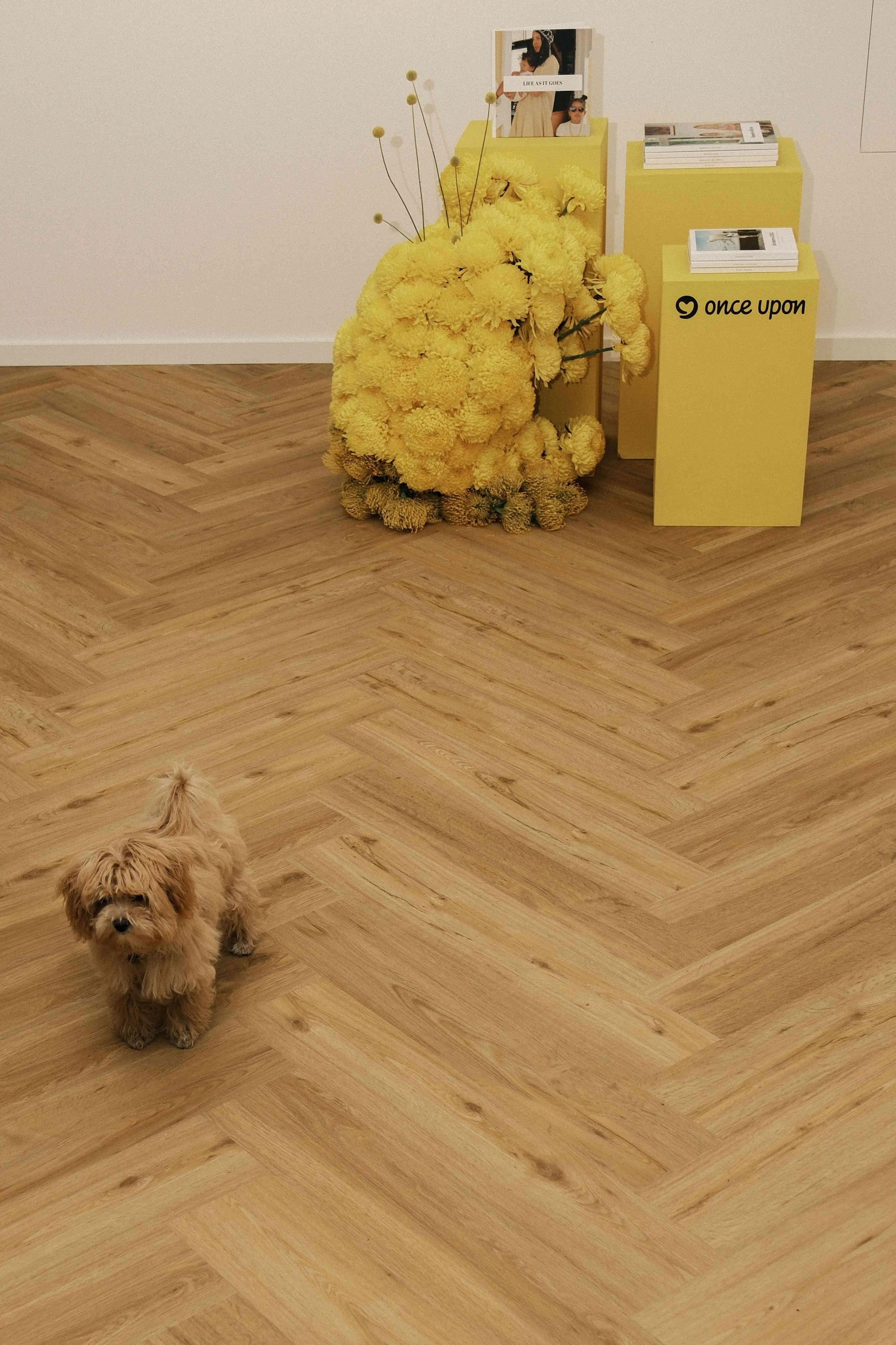Ein kleiner, kuscheliger Hund steht auf einem Holzboden, im Hintergrund sind zwei gelbe Ständer mit Magazinen und eine große gelbe Blumenanordnung.
