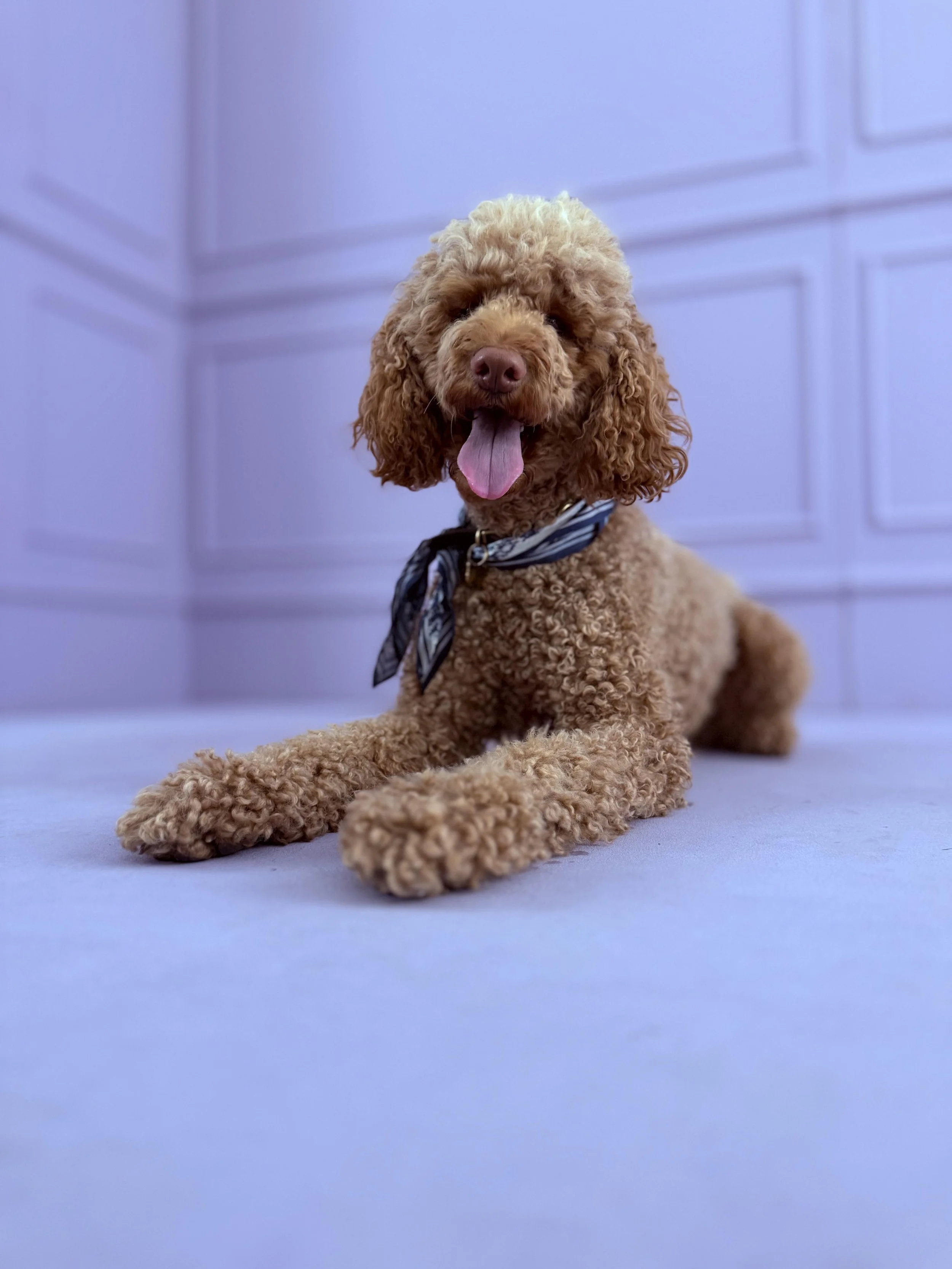 Ein brauner, lockiger Hund mit einem blauen Halstuch liegt auf dem Boden. Der Hund hat die Zunge heraus und sieht fröhlich aus vor einem hellblauen Hintergrund.