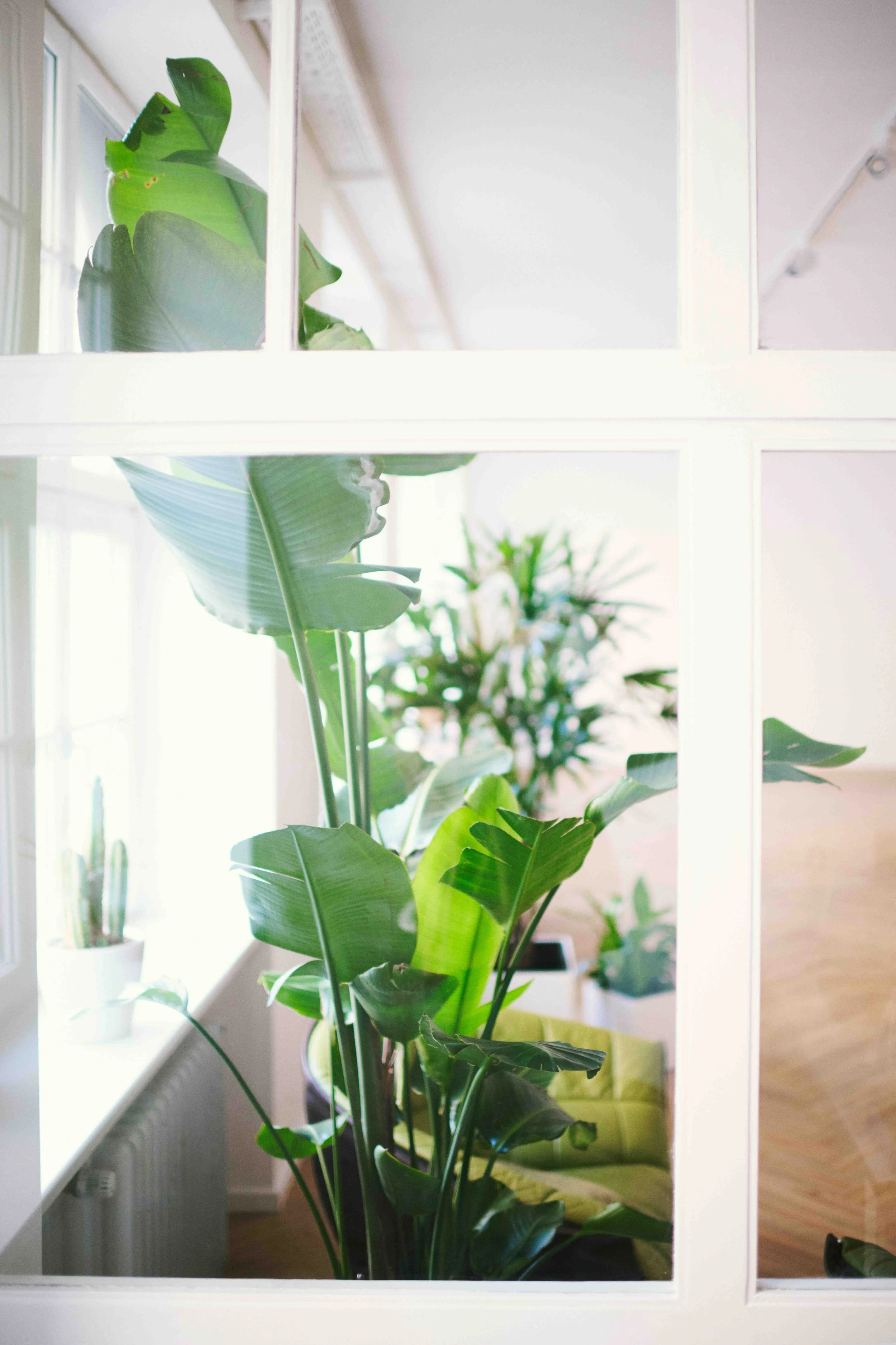 Grüner Zimmerpflanzen in einem modernen Wohnzimmer, sichtbar durch weiße Fensterrahmen