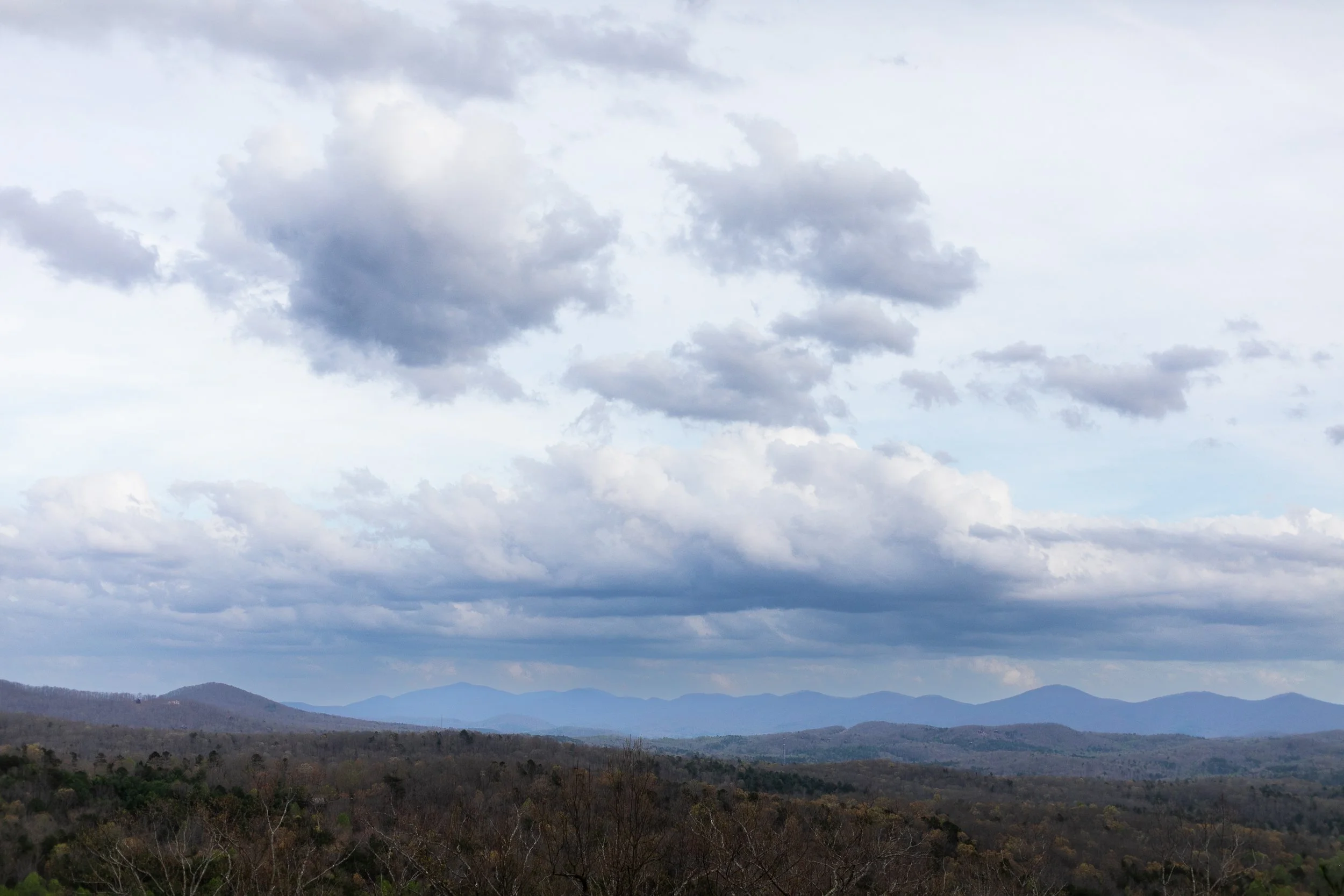 RootedOak-038 (1).jpg