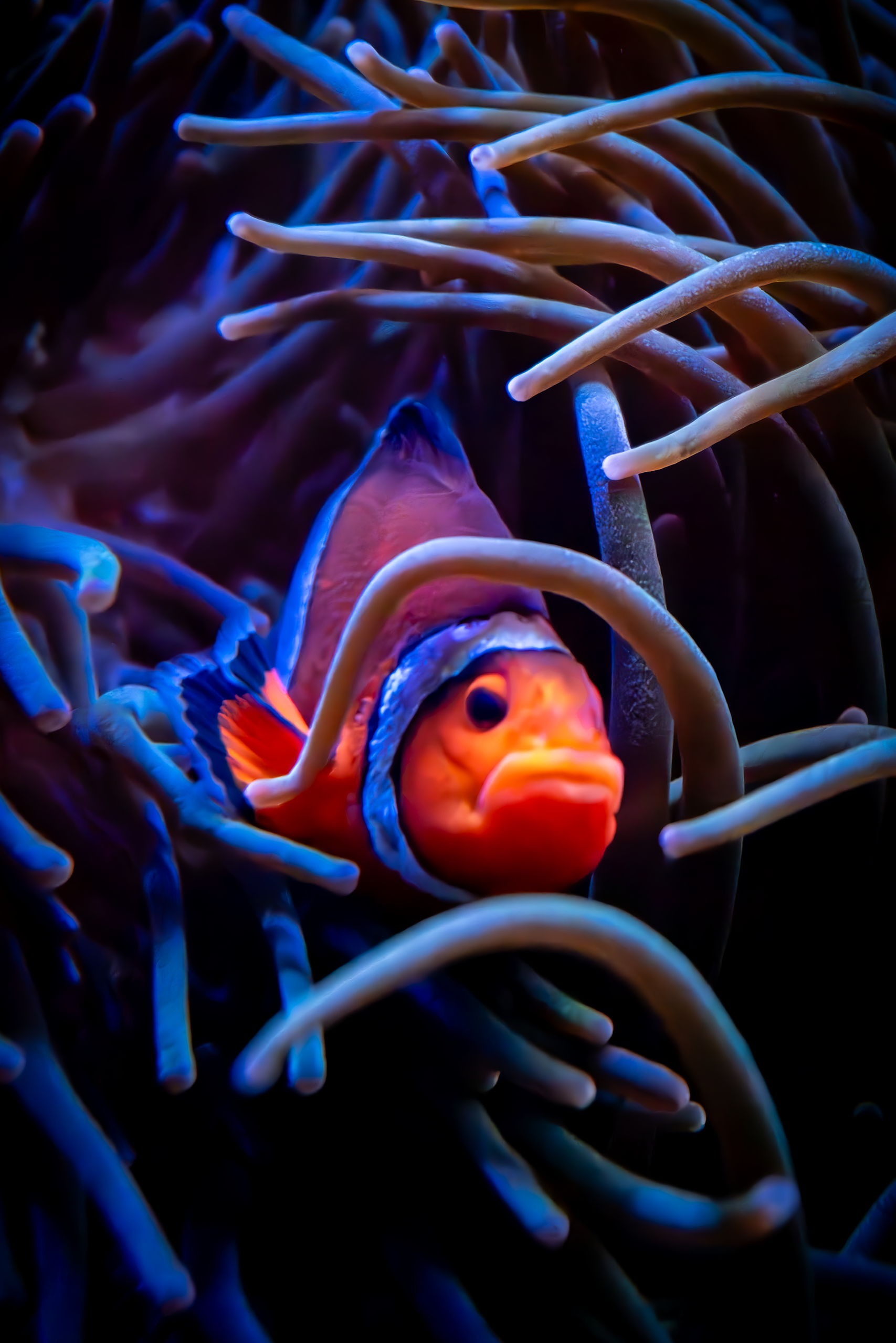 Clown Fish
