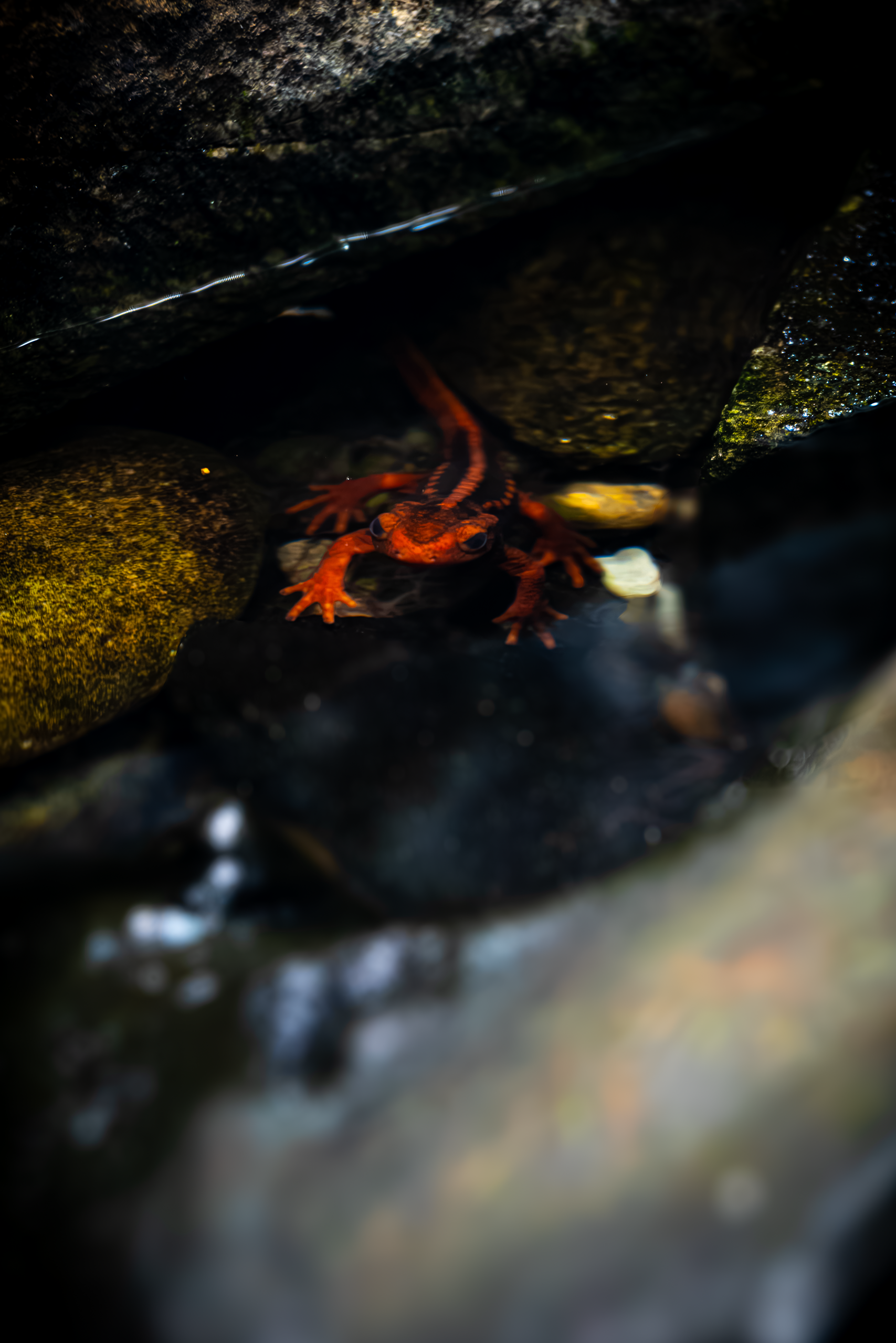 Emperor Newt