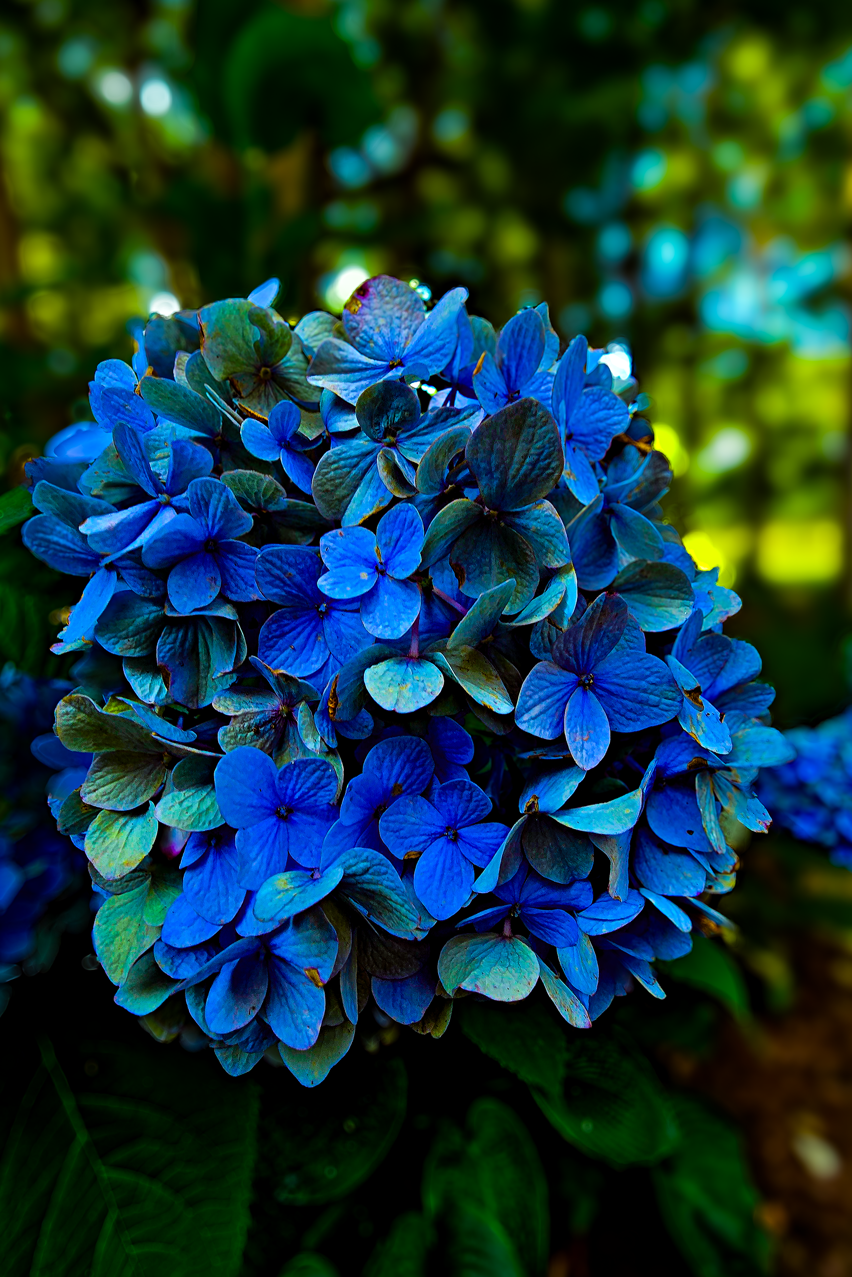 BlueHyd.png