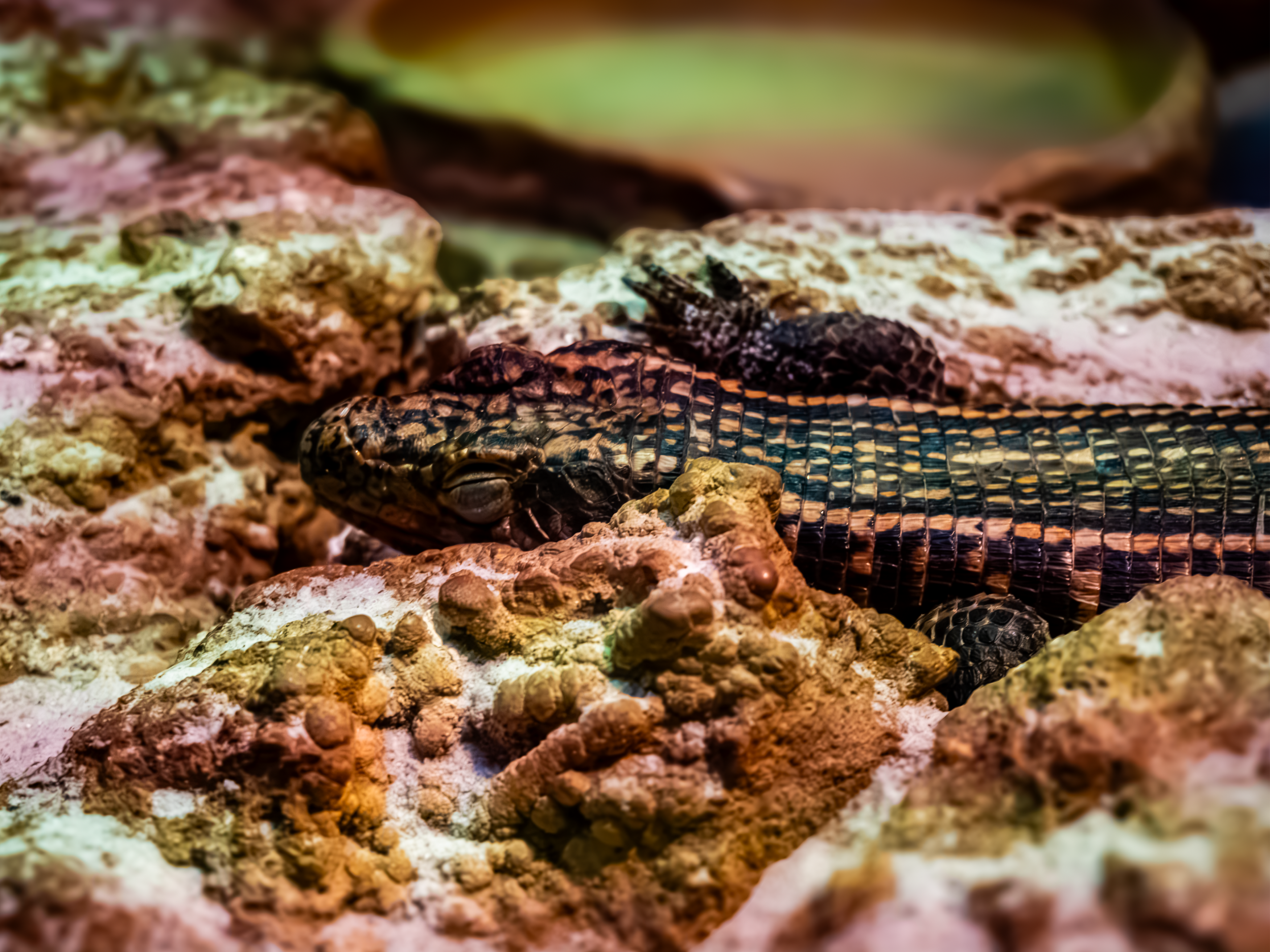 Rough-scaled Plated Lizard