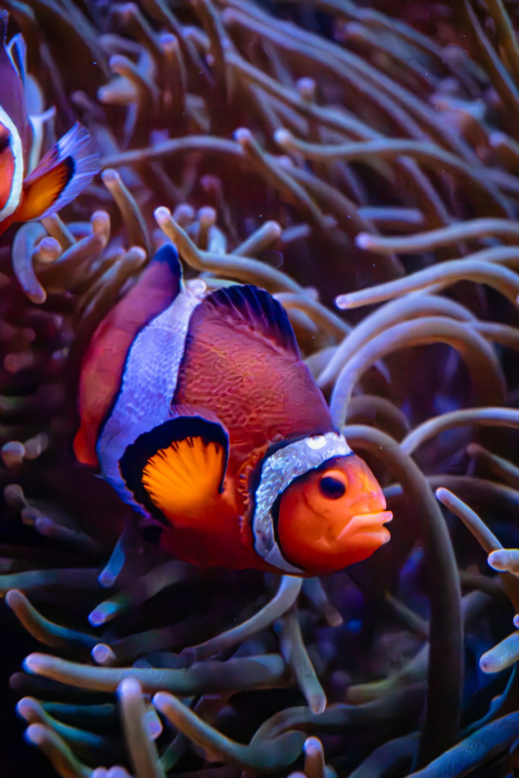 Clown Fish