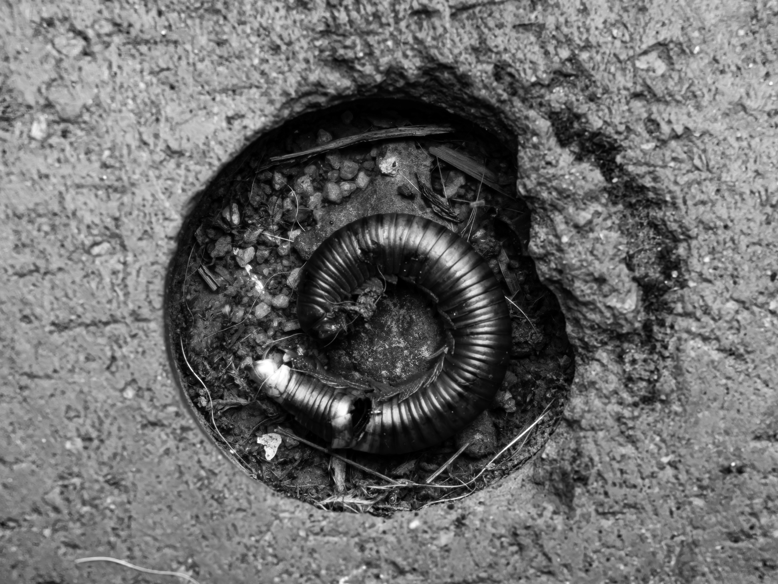 Millipede