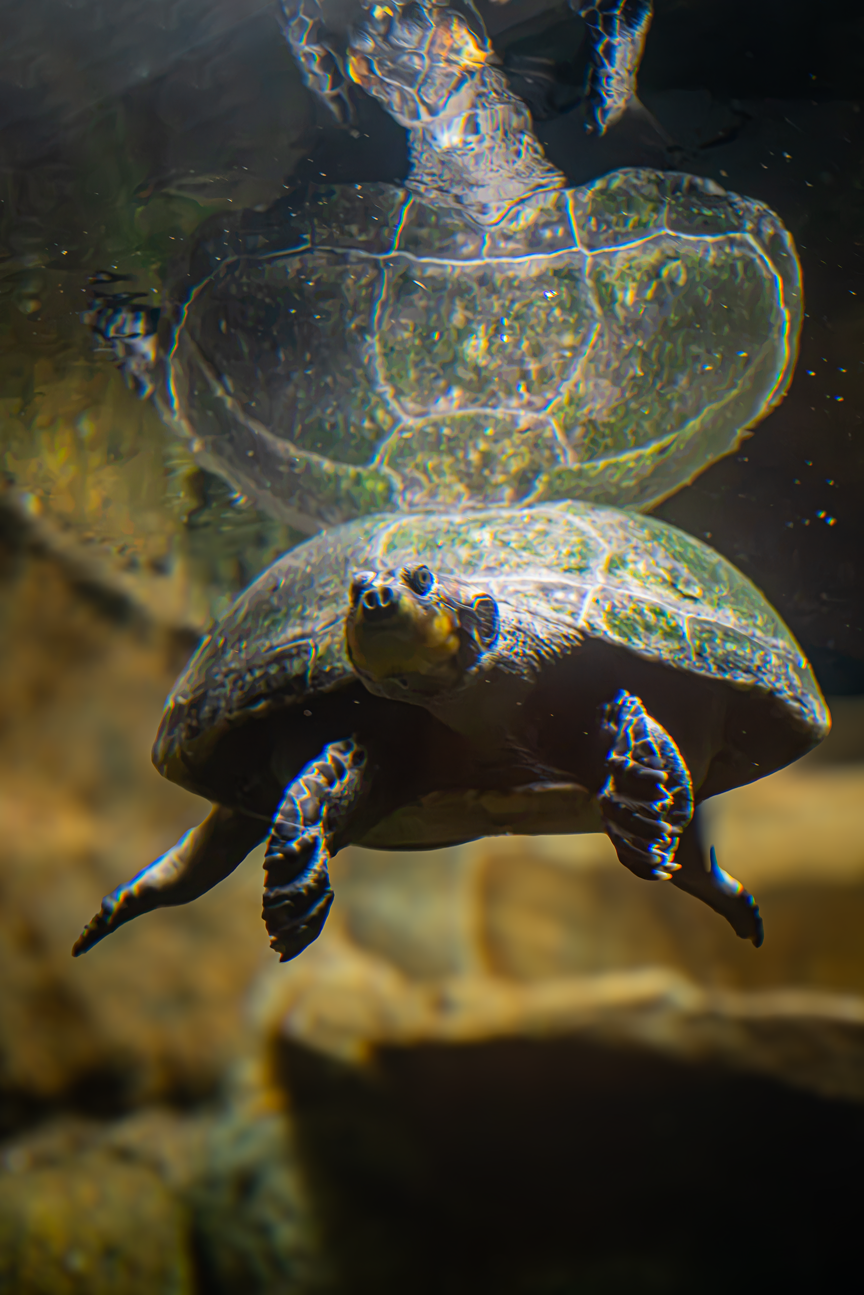 Rote Island Snake-necked Turtle