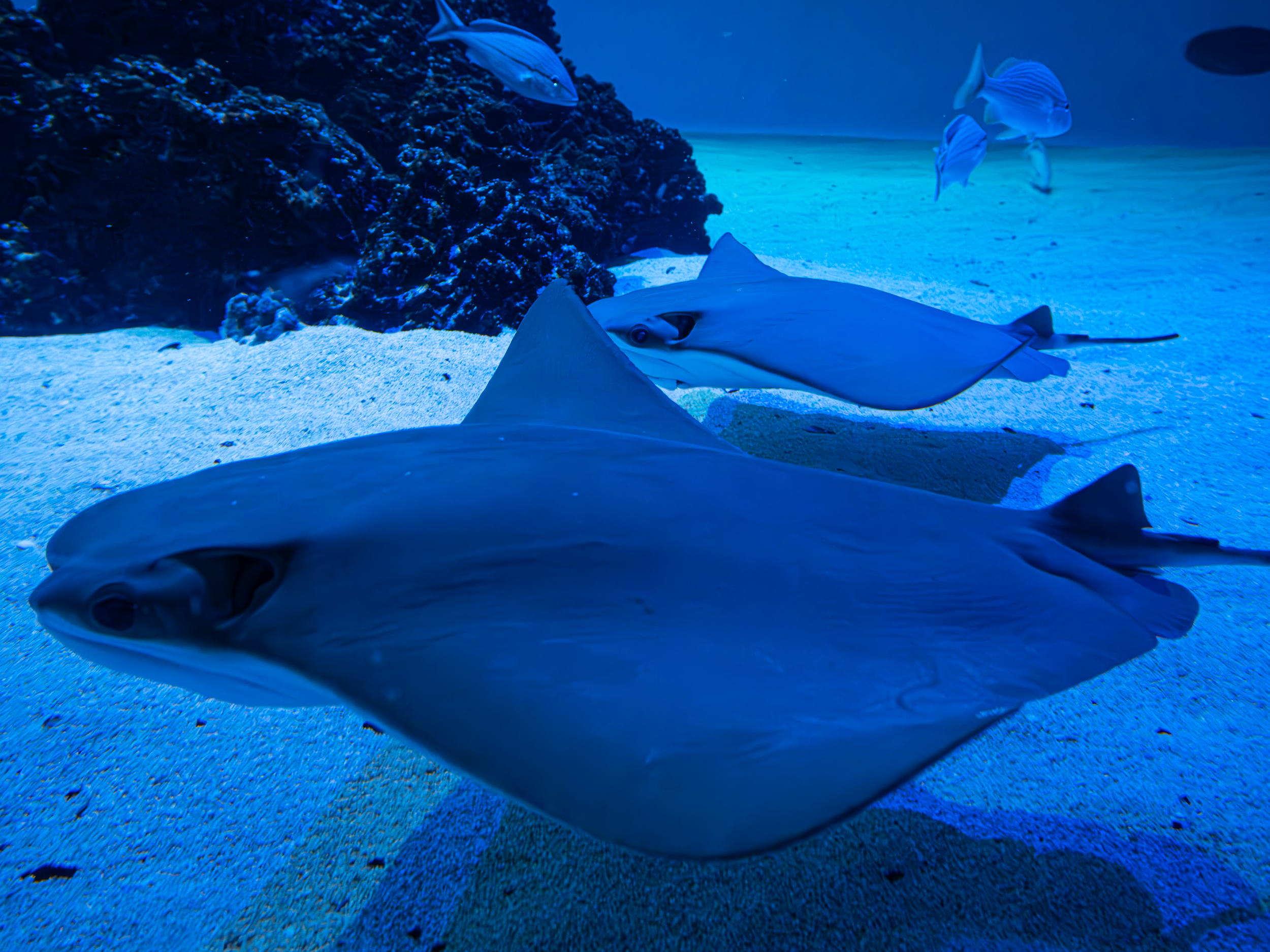Stingray