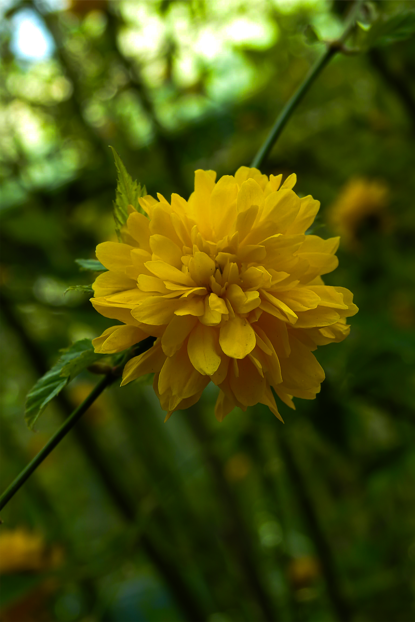 YellowBulb.png