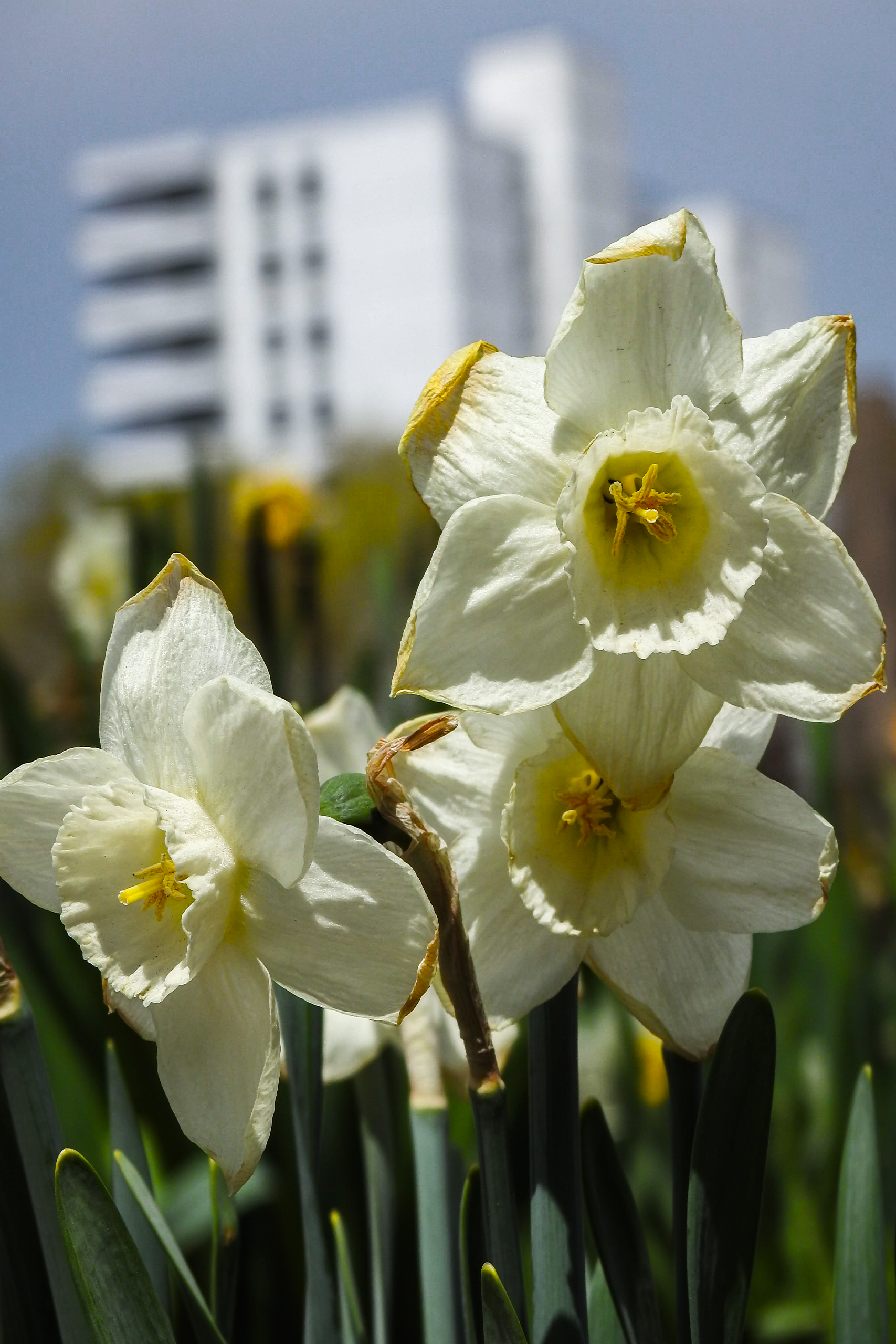 WhiteFlower.png