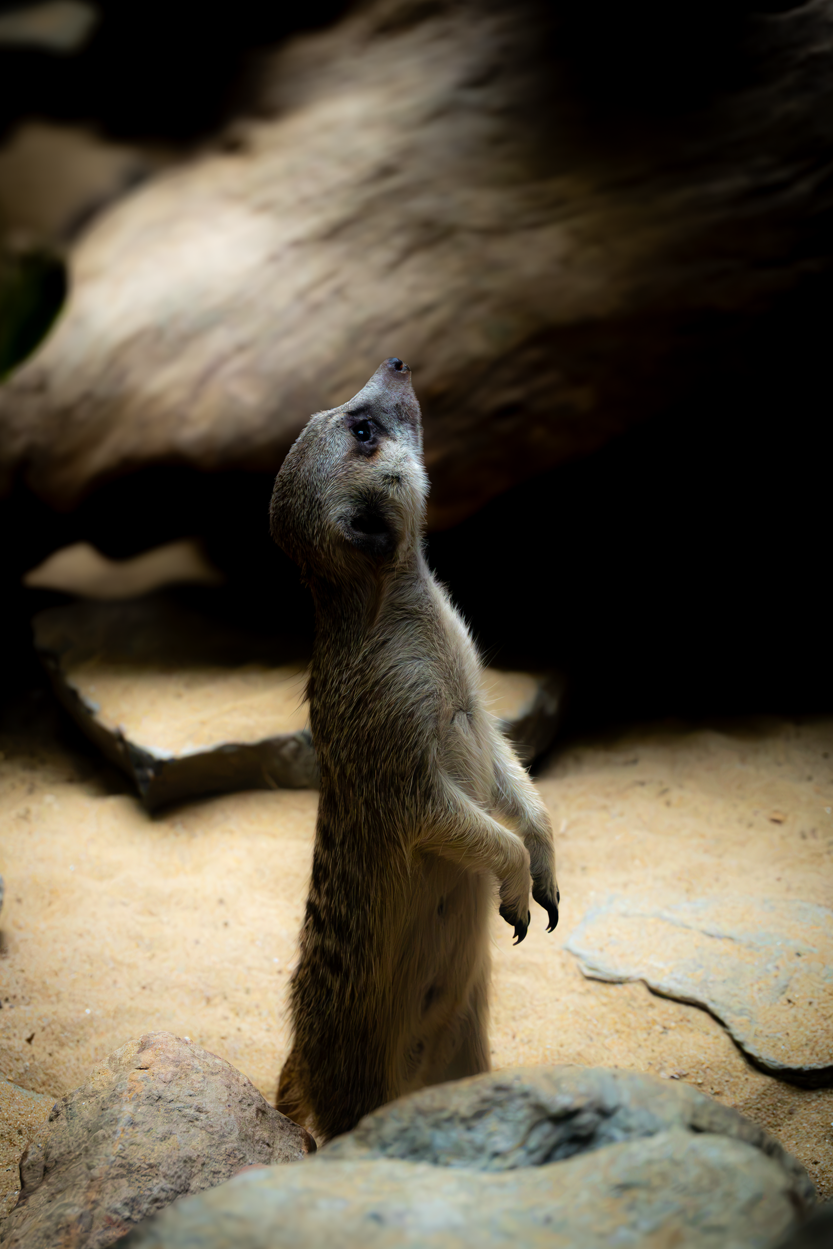 Meerkat