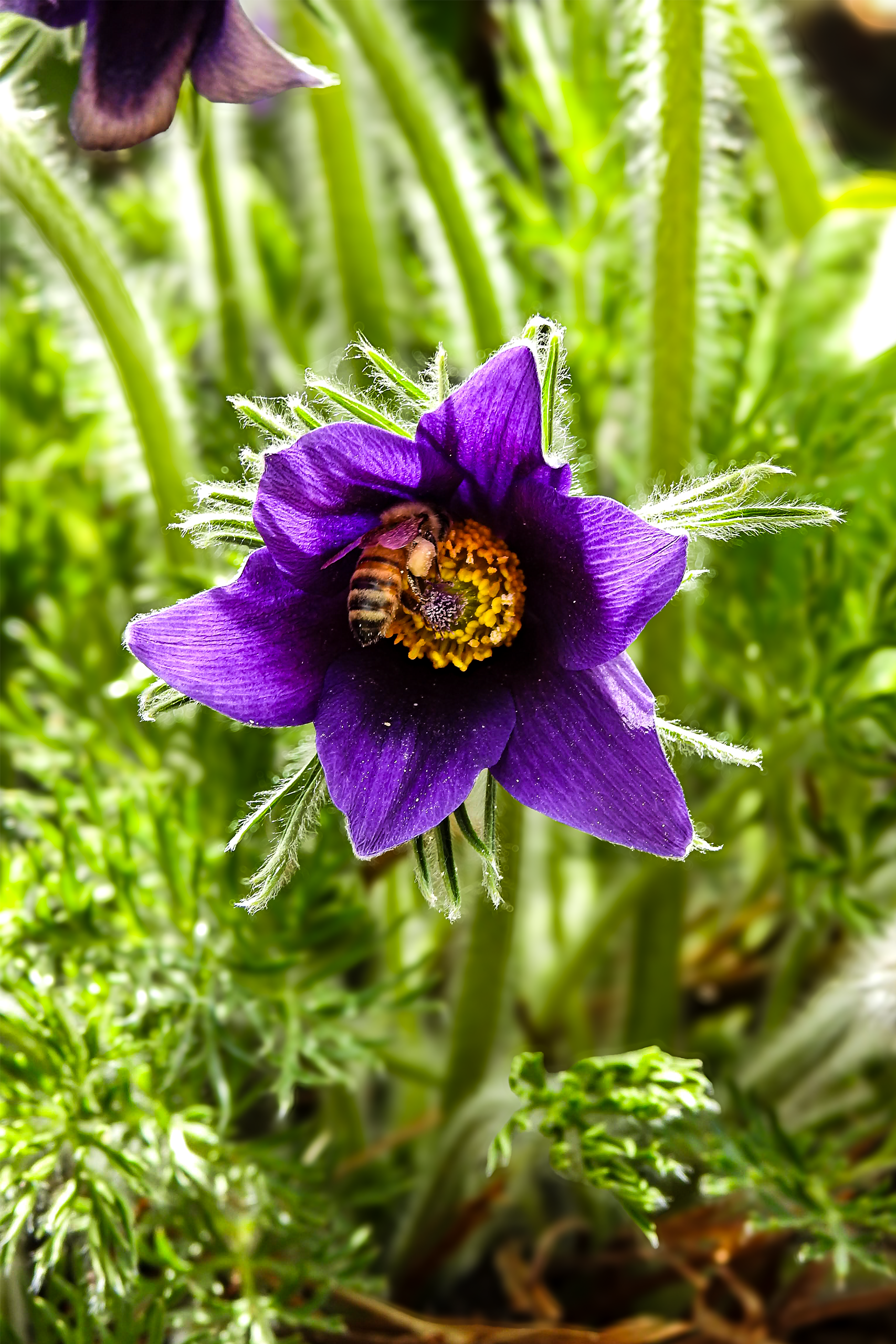 BeeNFlower.png