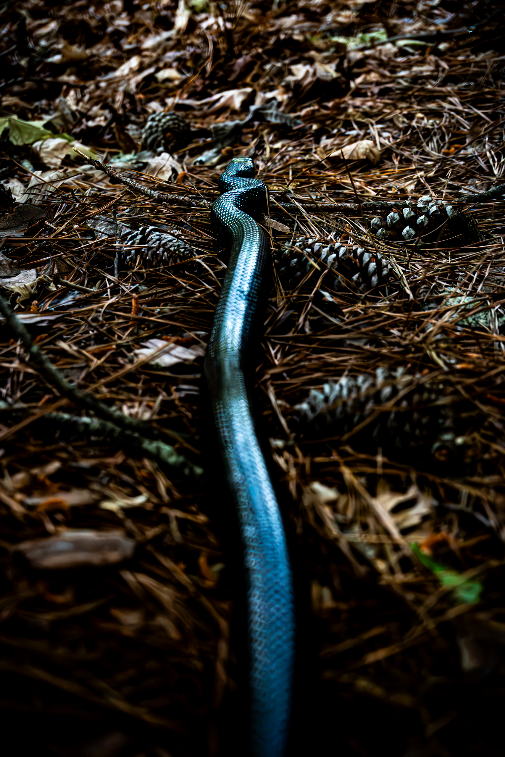 Rat Snake