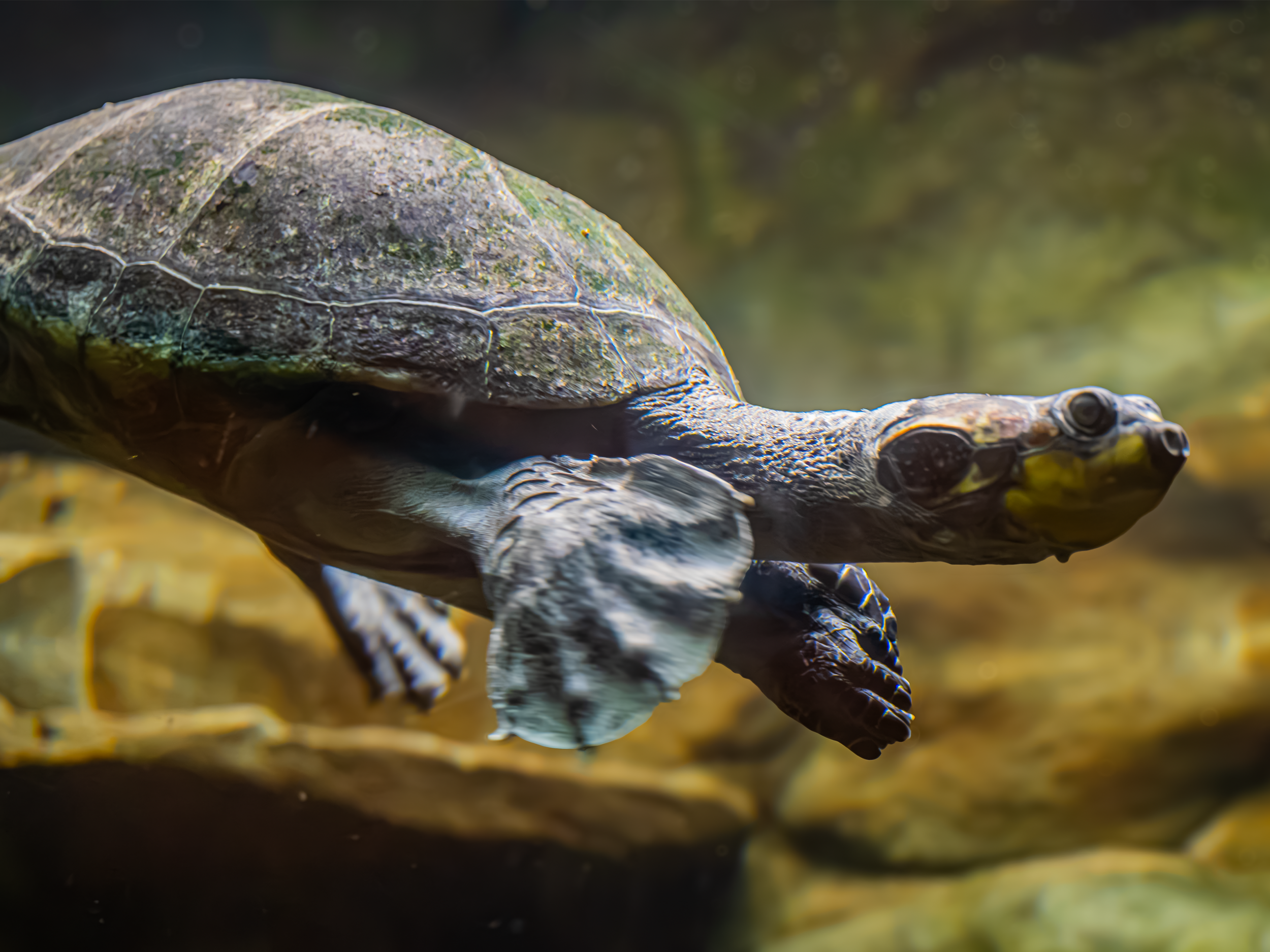 Rote Island Snake-necked Turtle