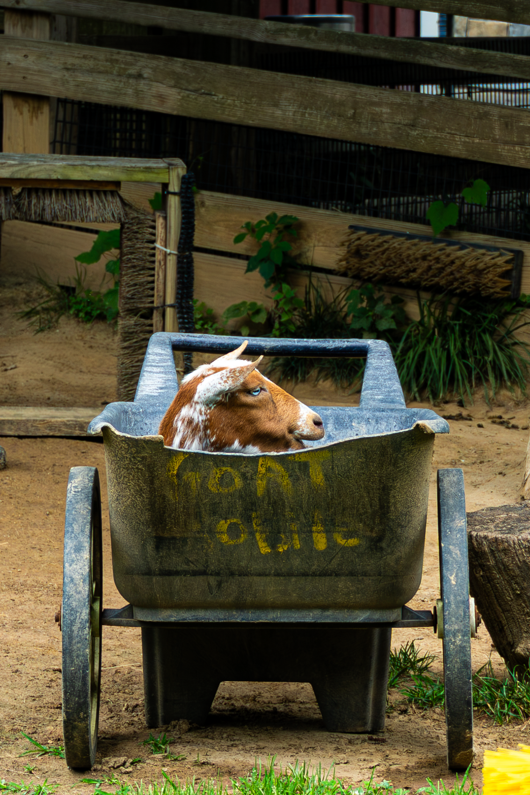 Goat.png