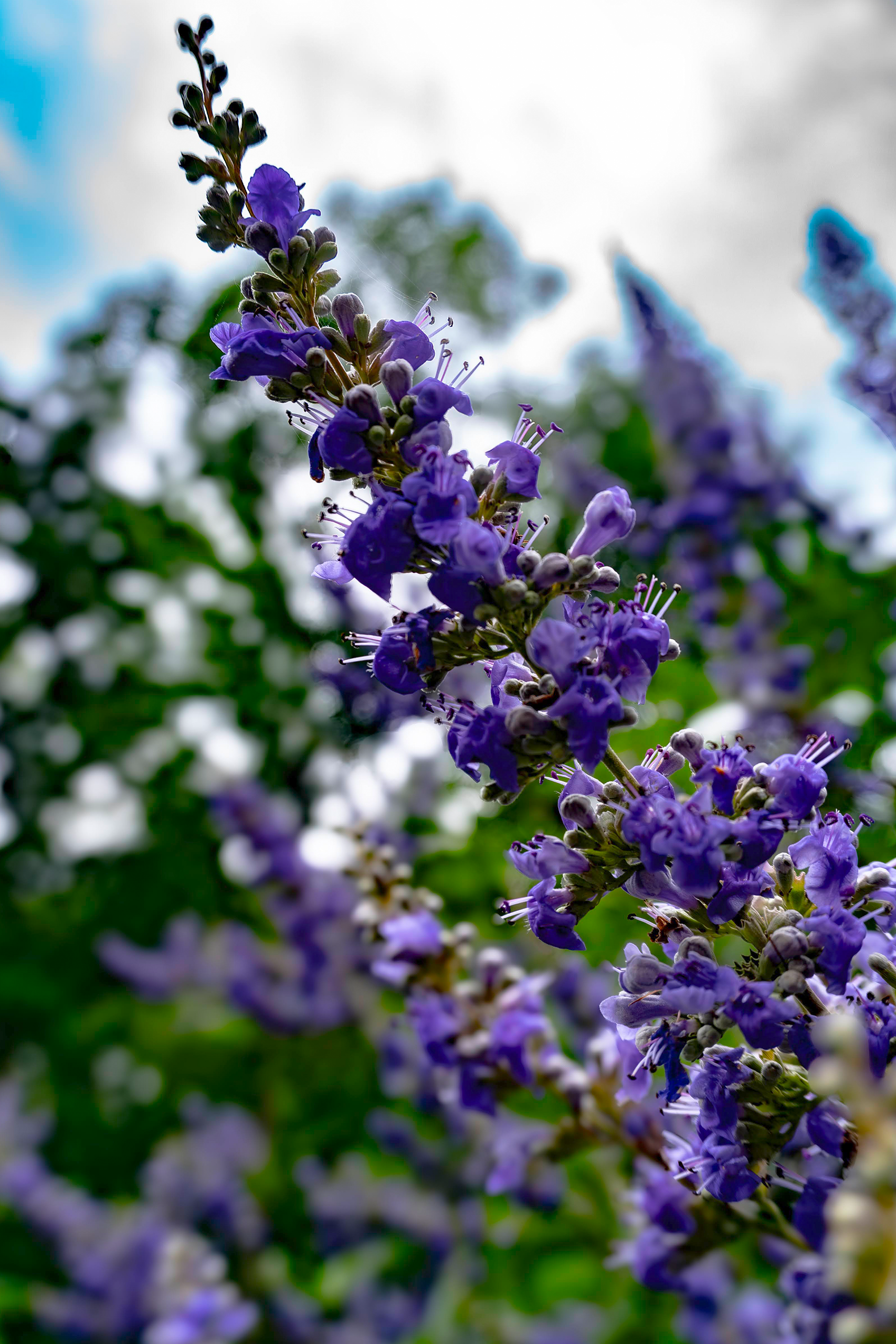 Lavender.png