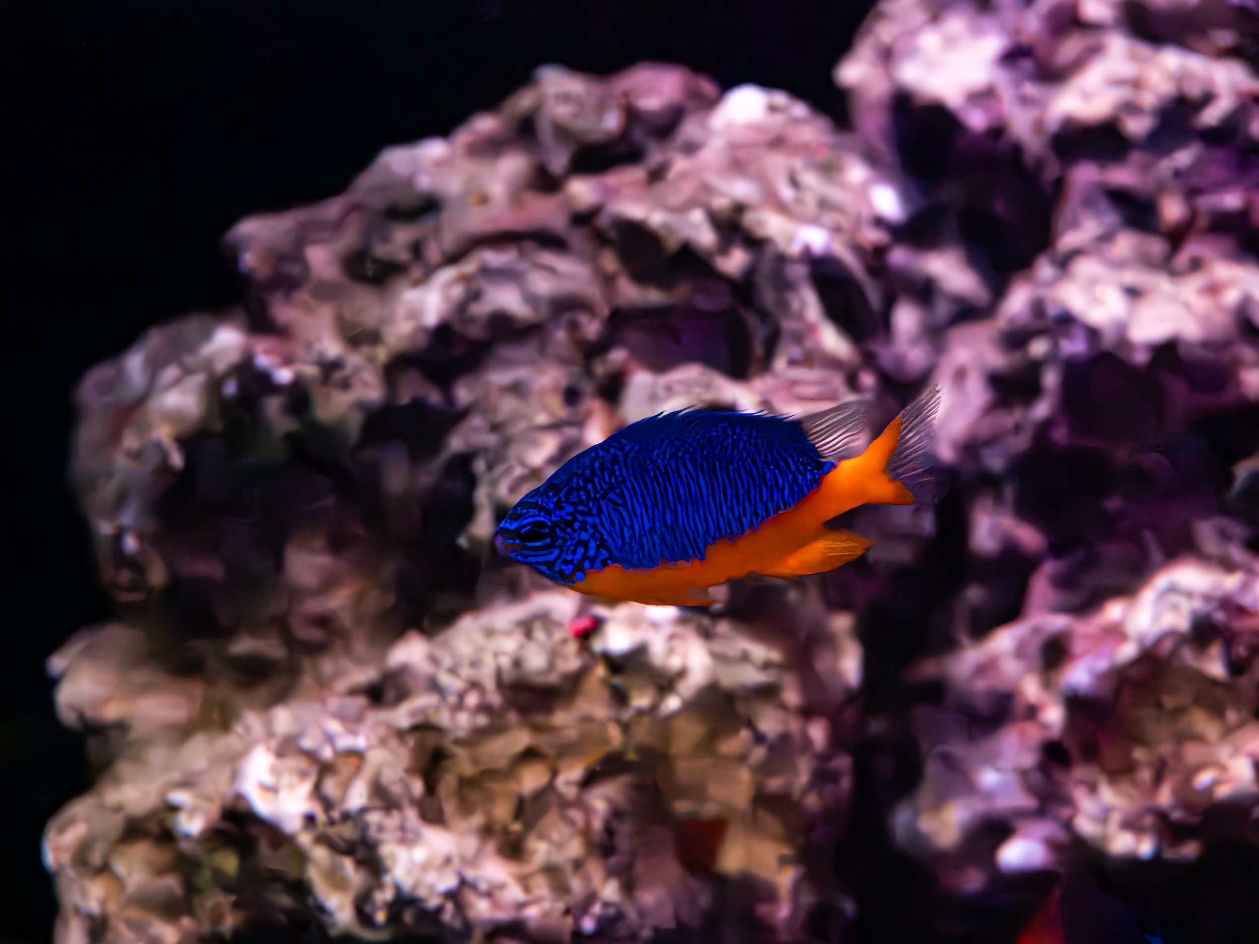 Azure Damselfish