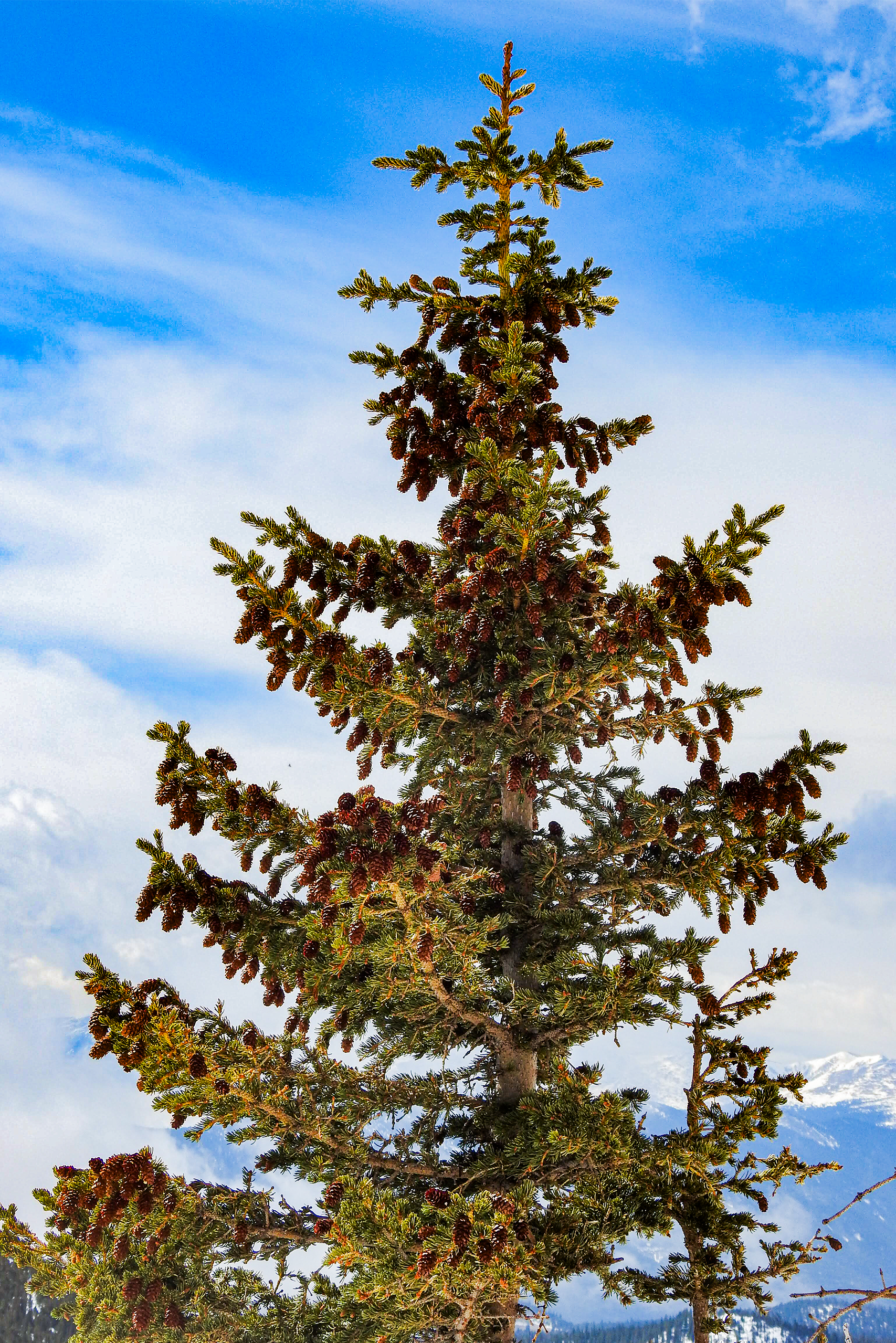 Treesnow.png