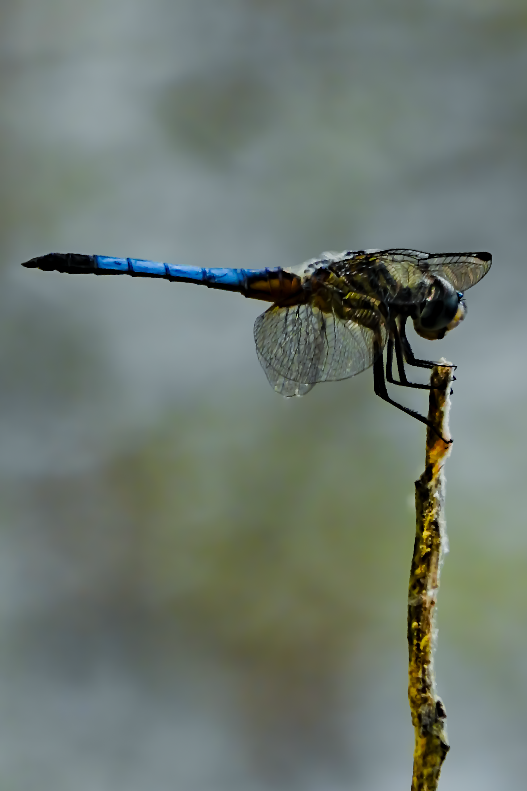 Blue Dasher Dragonfly