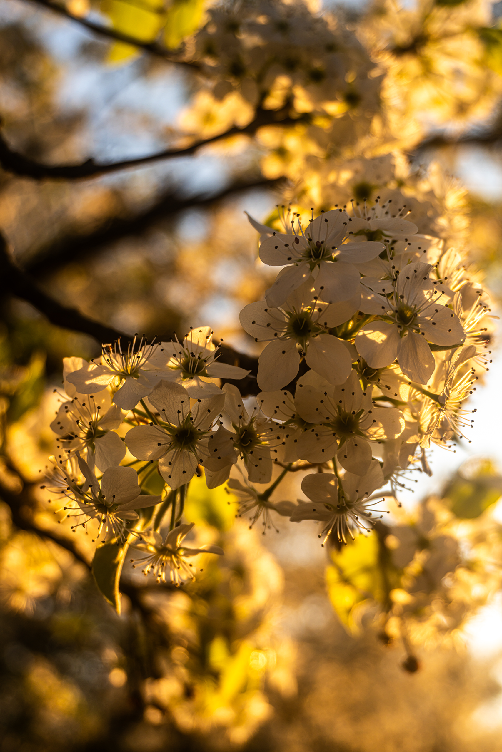 SunsetFlowers.png