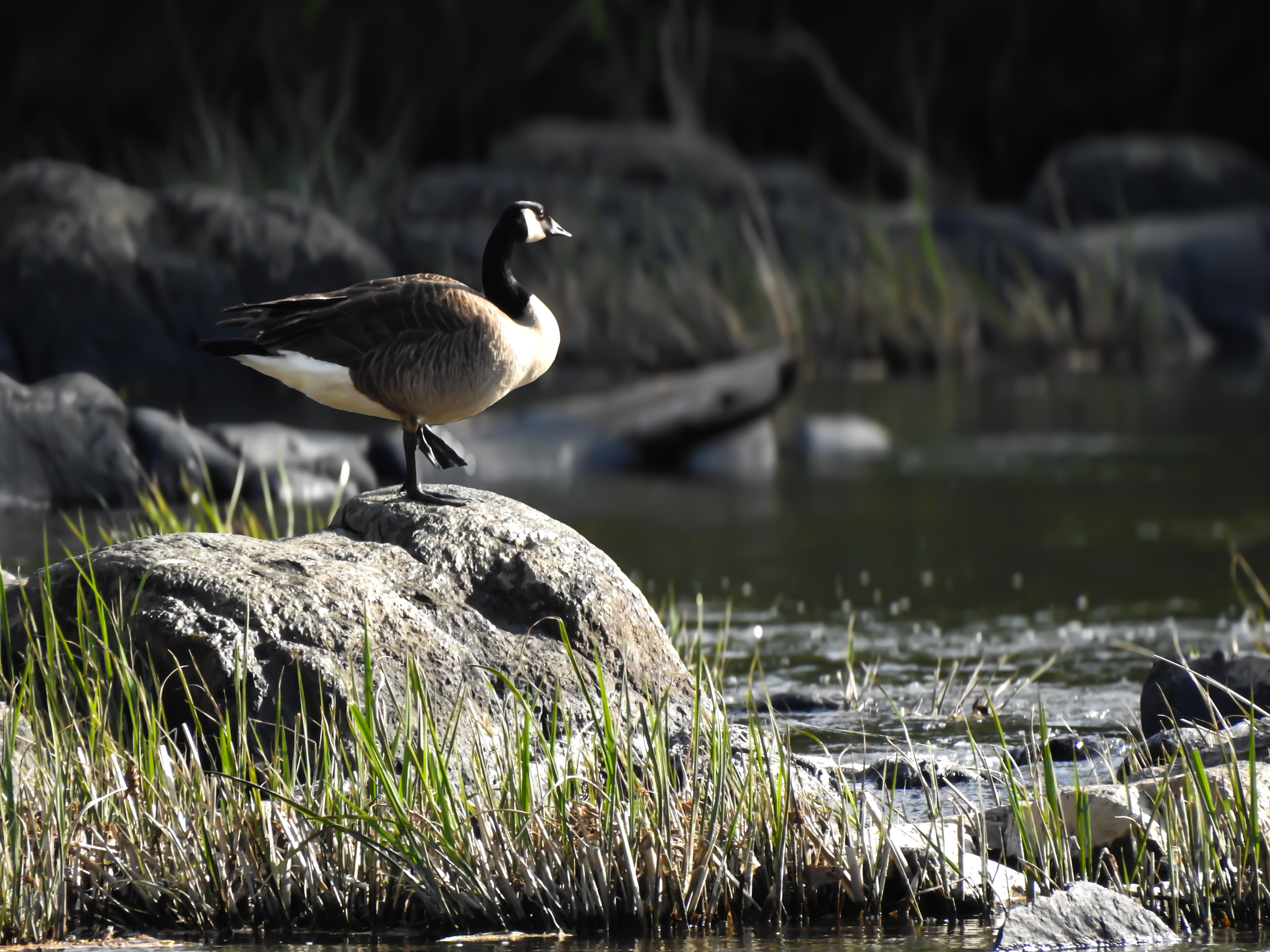 CanadianGoose.png