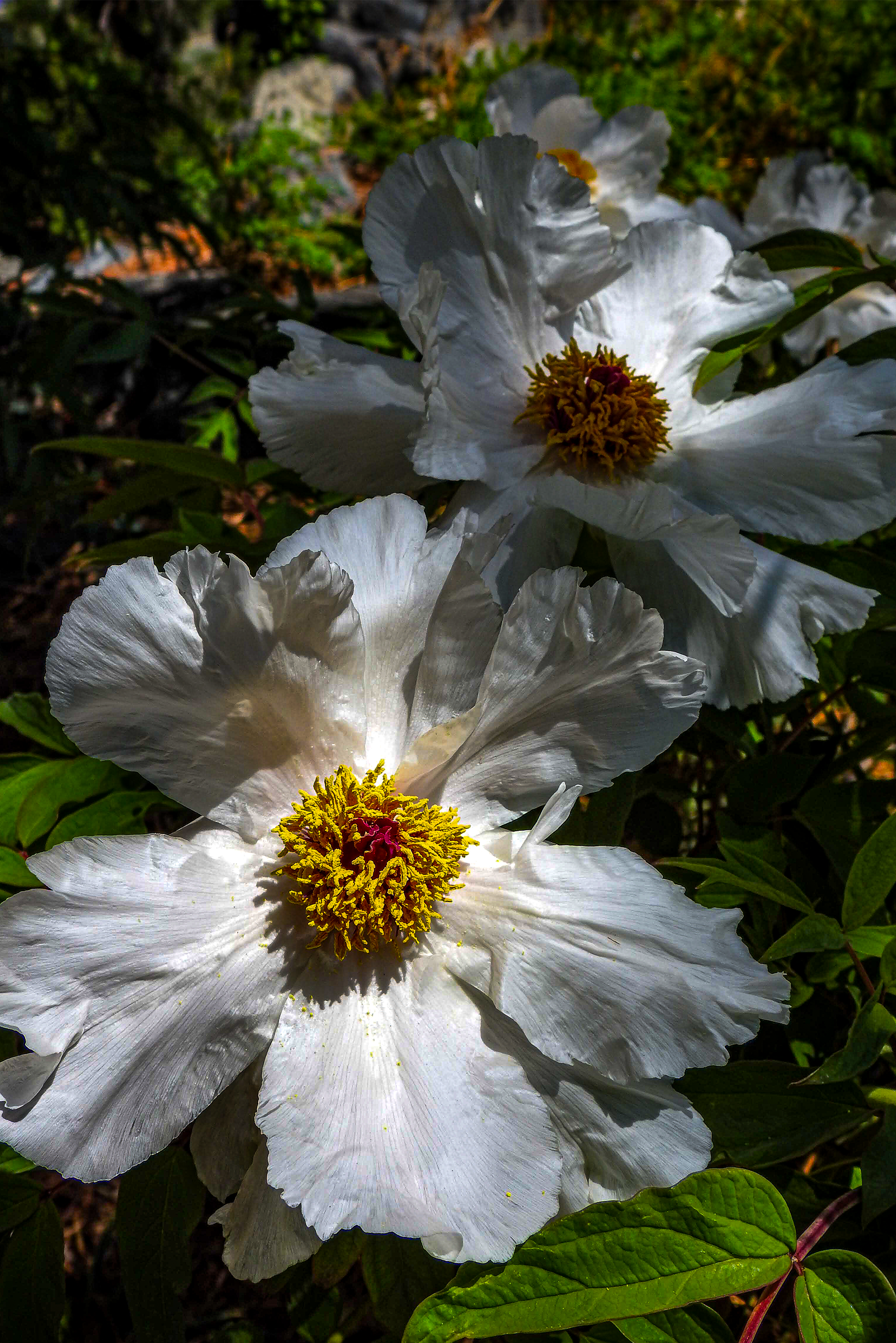 WhiteYellowFlower.png