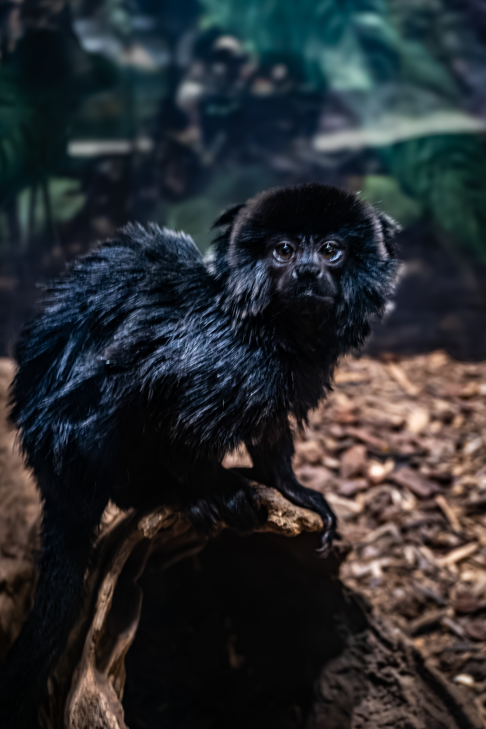 Goeldi's Monkey