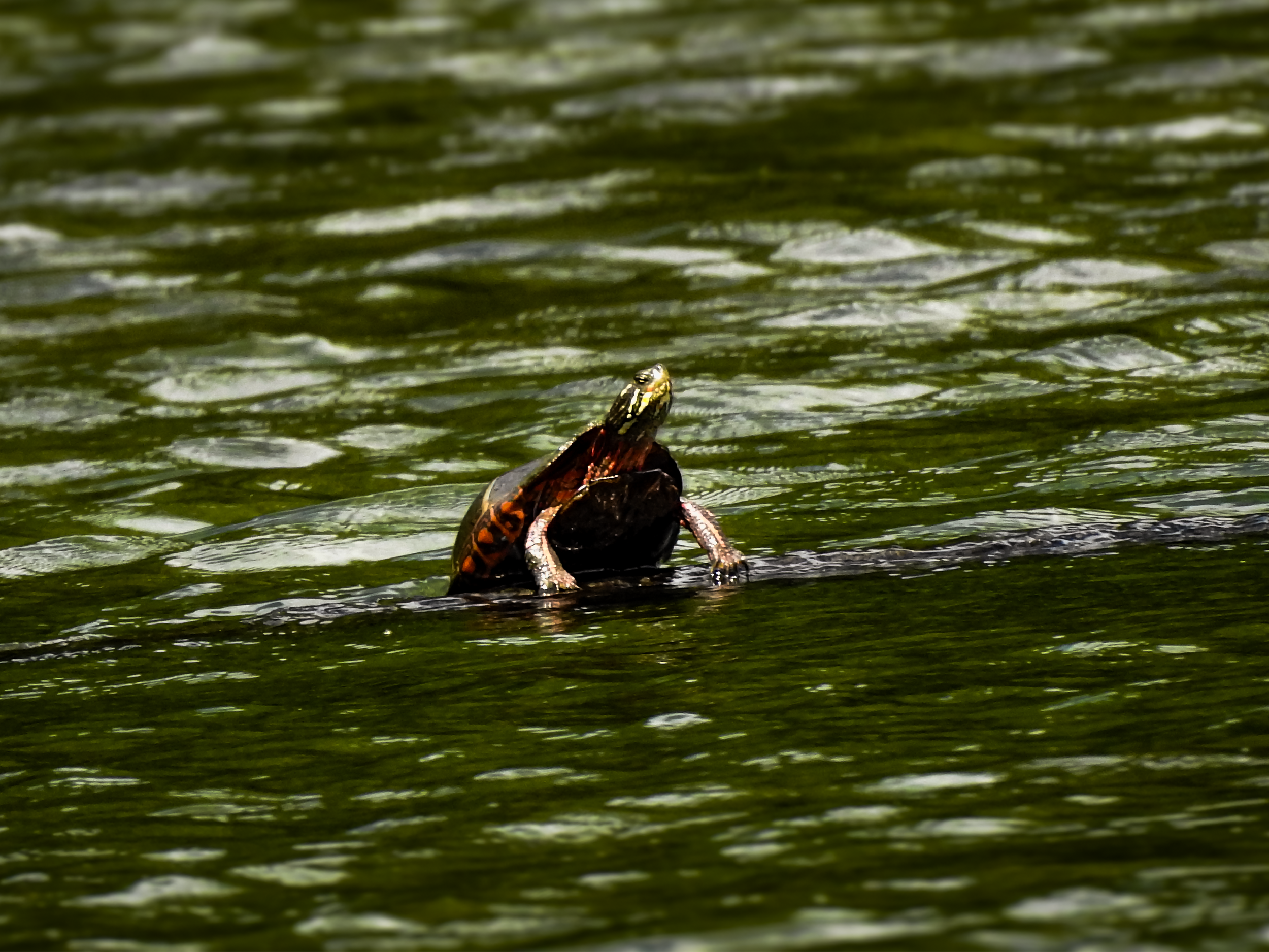 Painted Turtle