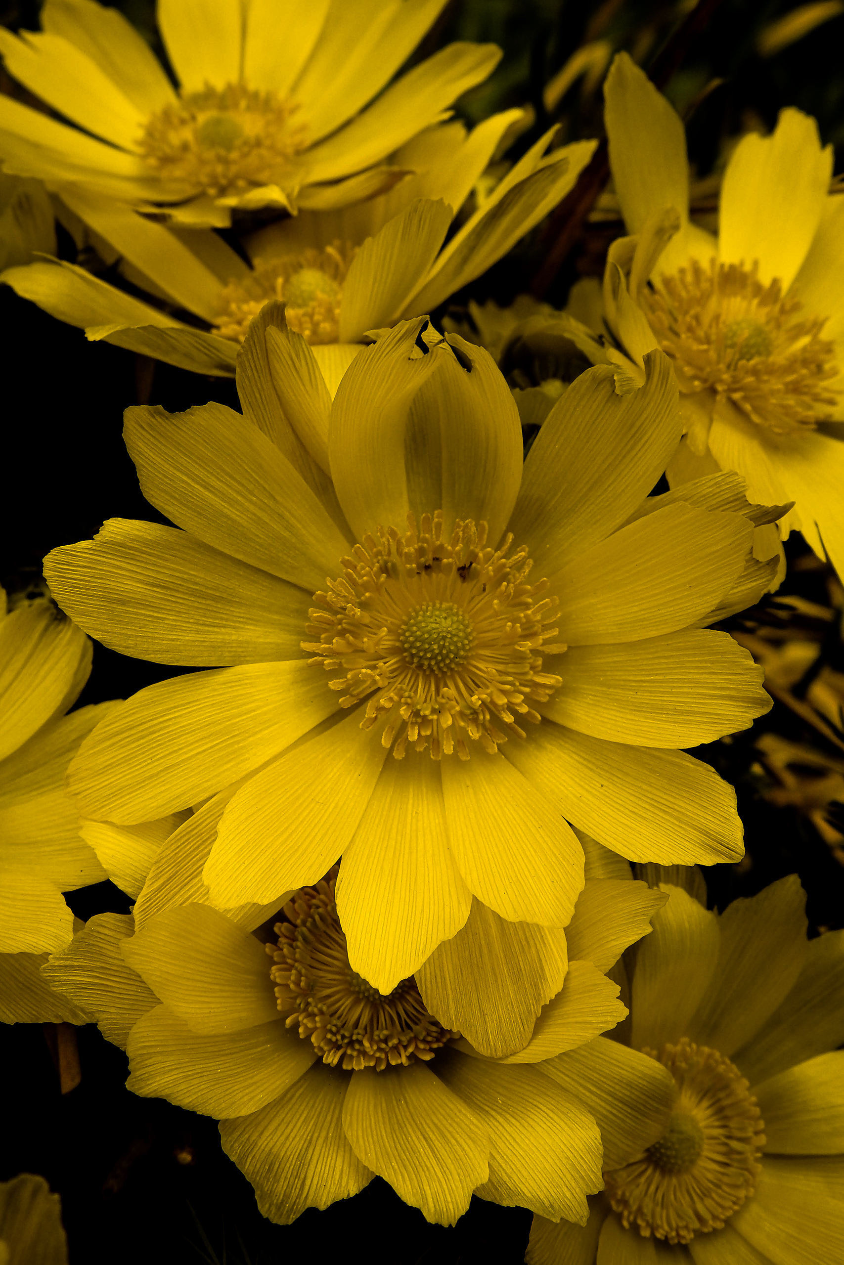 YellowBigFlower.png