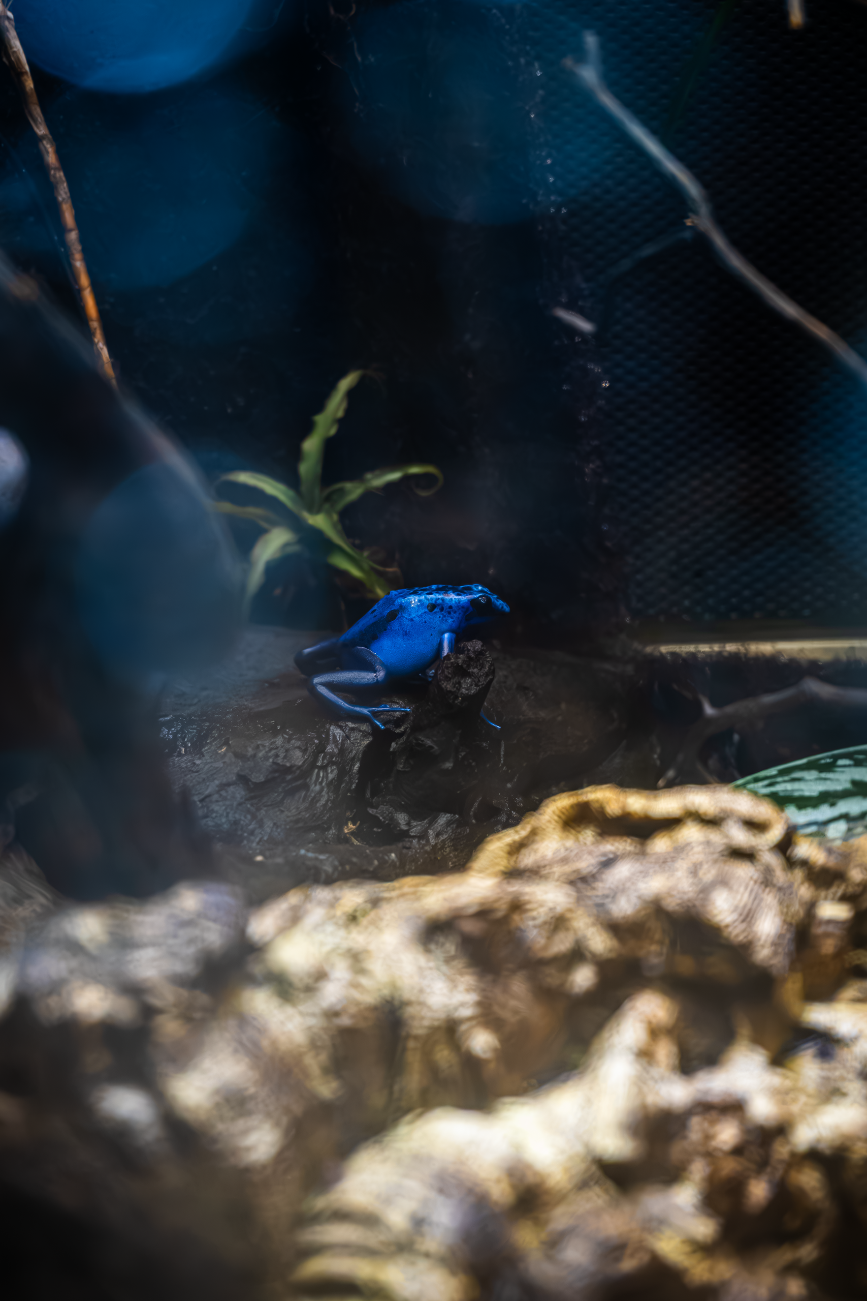 Blue Poison Dart Frog
