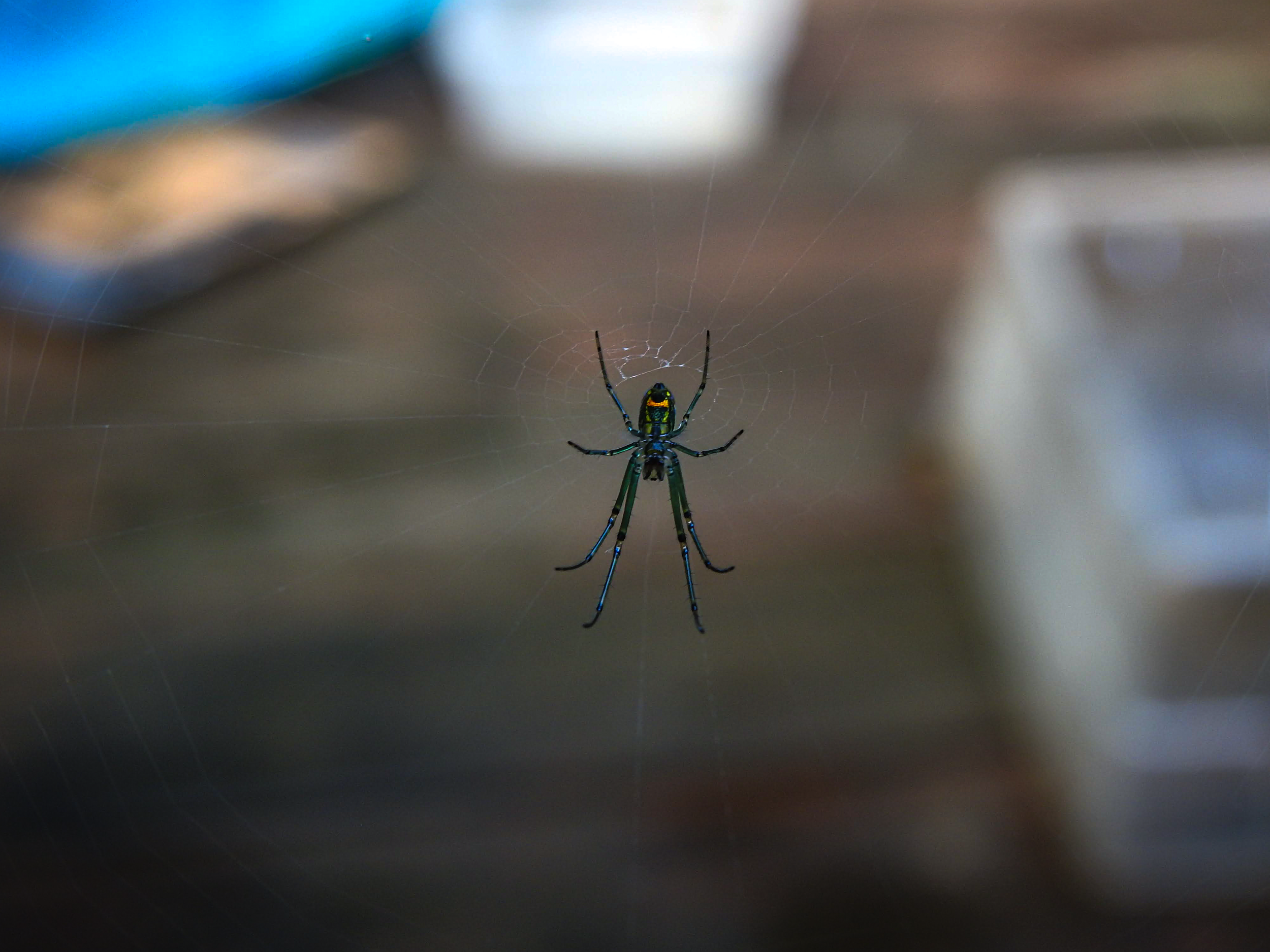 Orchard Orb-weaver Spider
