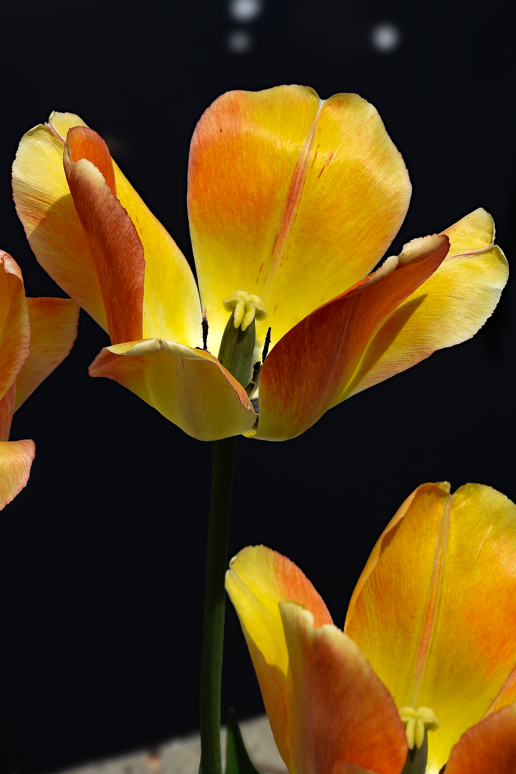 OrangeFlower.png