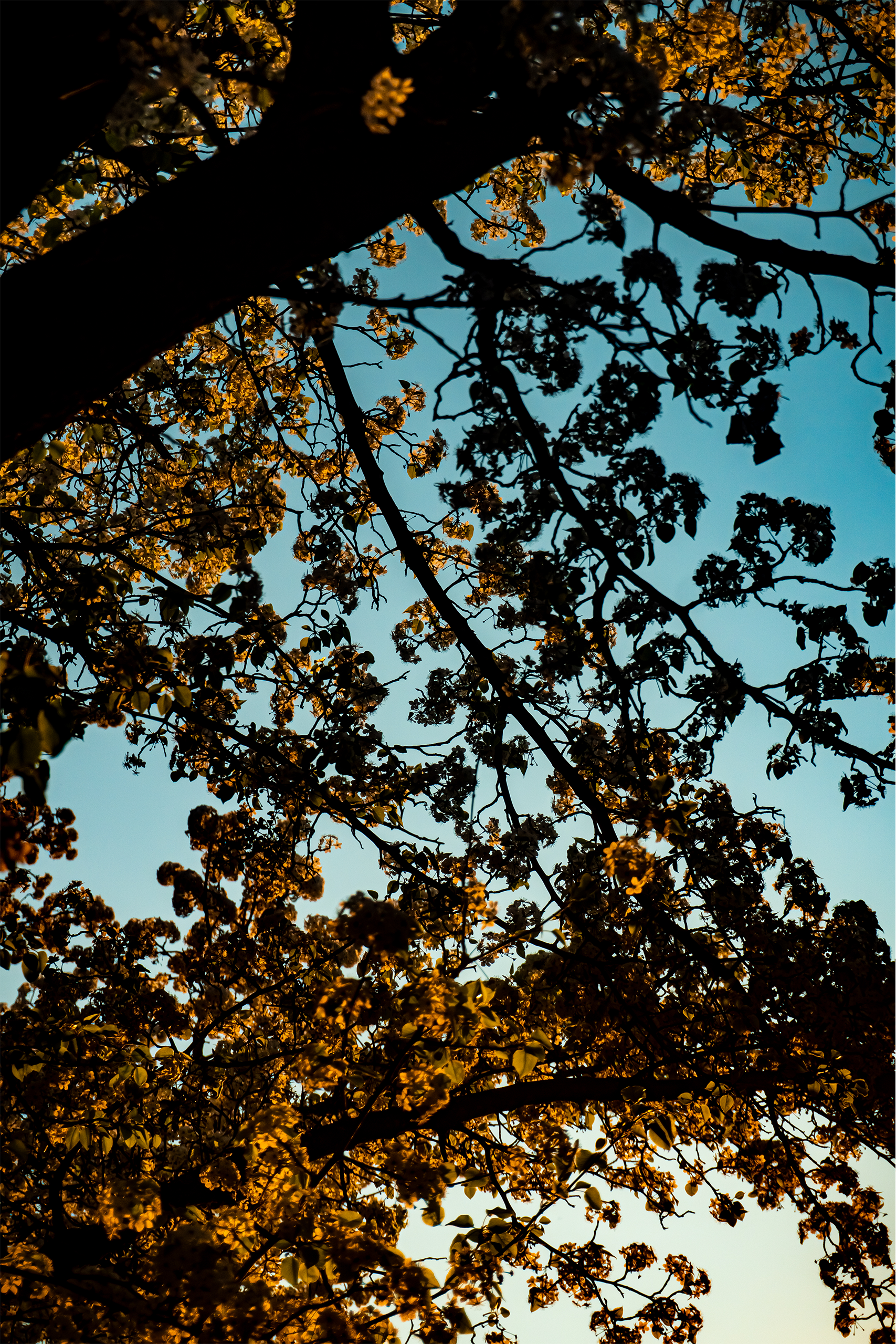 SunsetTree.png