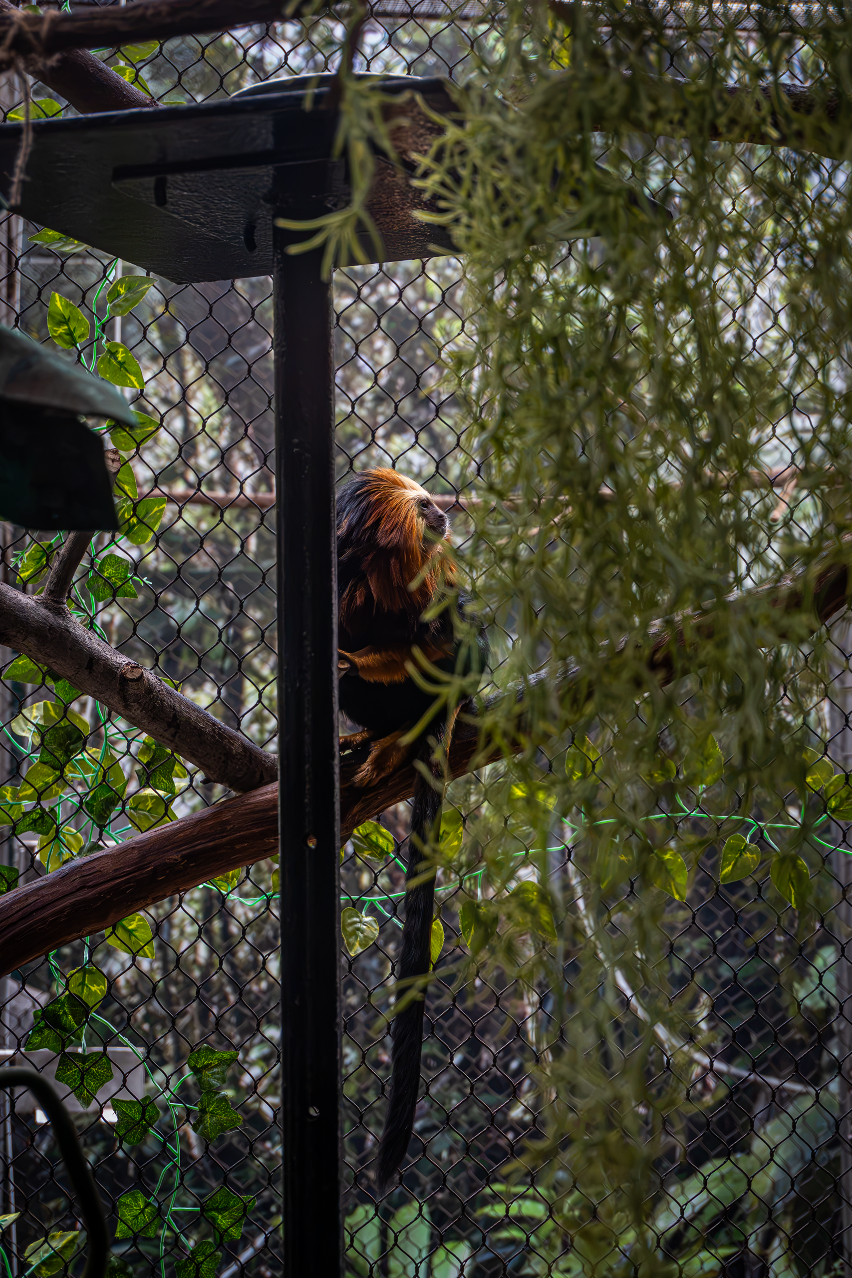 Golden-head Lion Tamarin