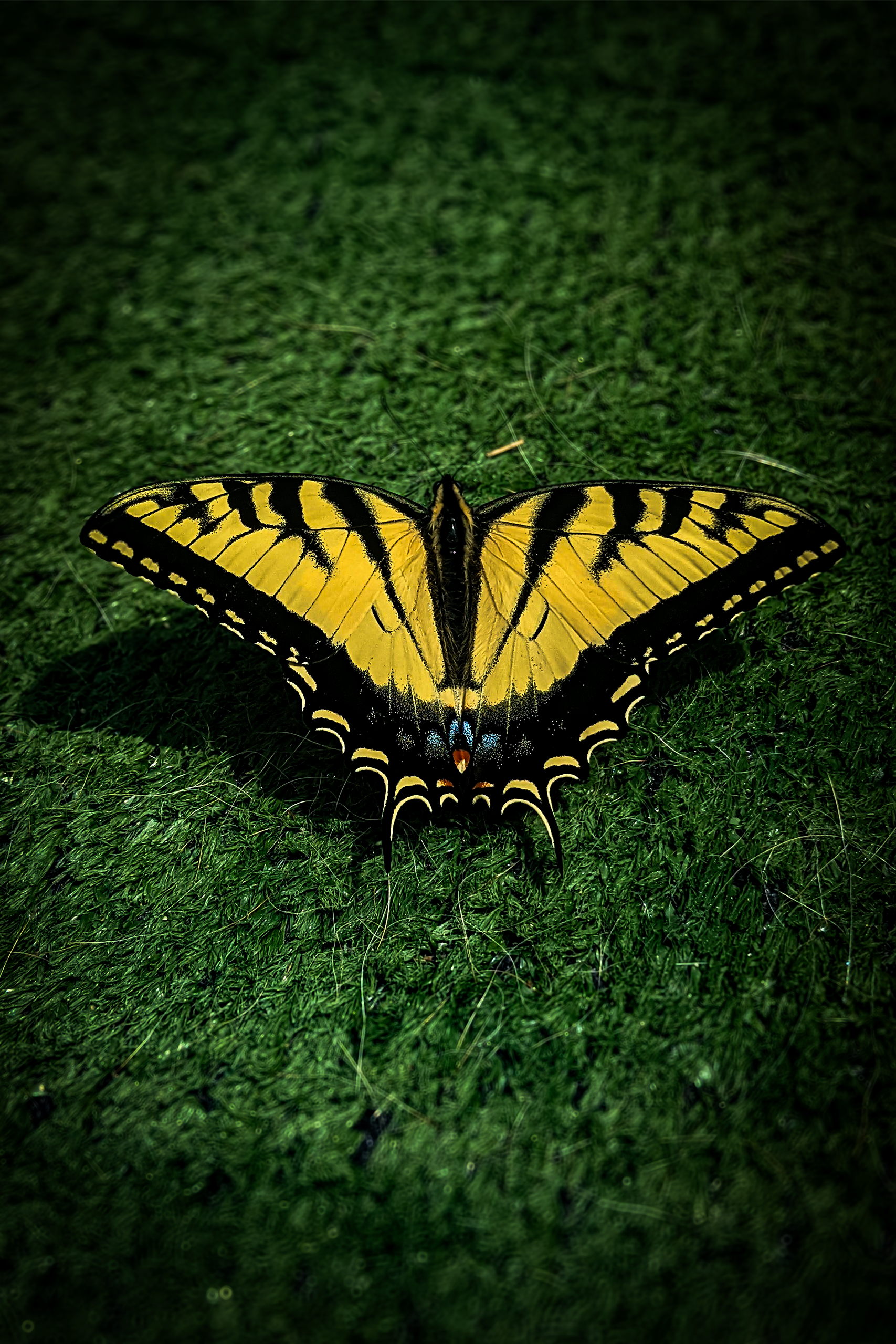 Swallow-Tail Butterfly