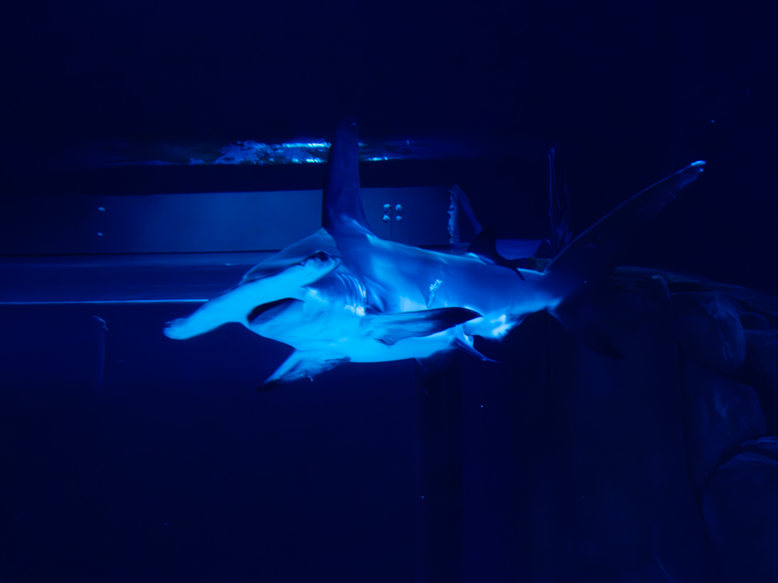 Hammer-head Shark
