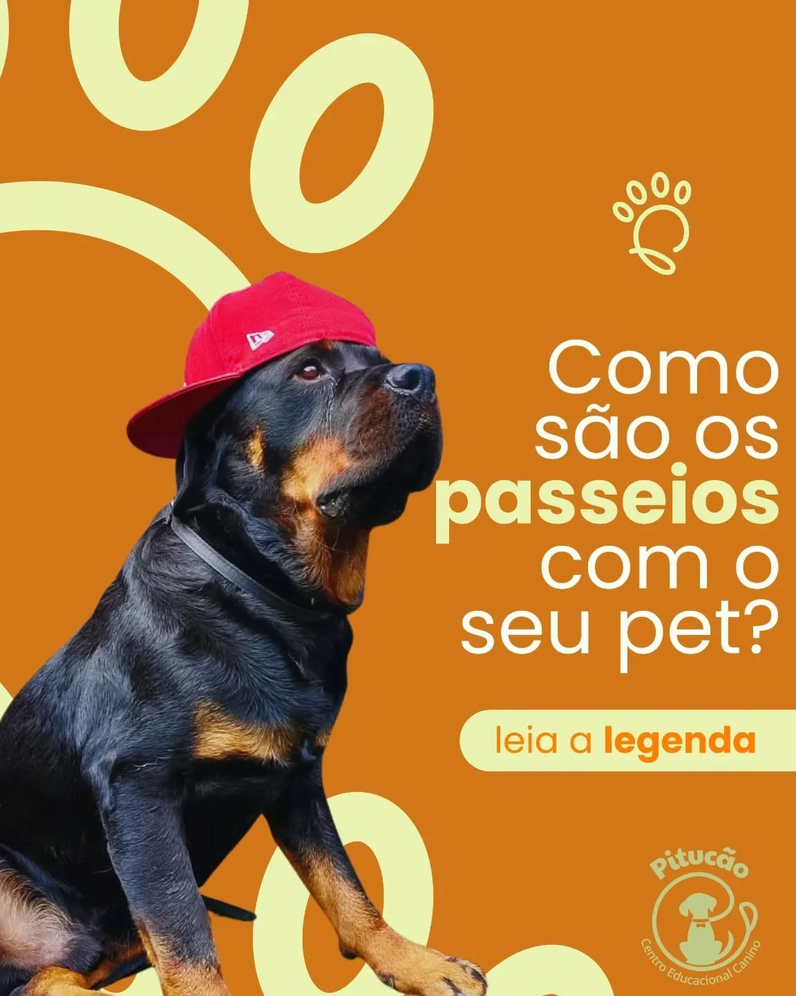 🐾 Chega de ser arrastado pelo seu c&atilde;o!

Transforme os passeios em momentos de conex&atilde;o, leveza e alegria com a Pituc&atilde;o!

🚶&zwj;♂️🐶 Se os passeios com seu pet s&atilde;o cheios de pux&otilde;es, agita&ccedil;&atilde;o e estresse
