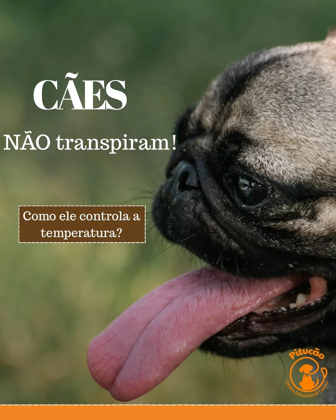 ☀️ Calor n&atilde;o &eacute; brincadeira: c&atilde;es podem superaquecer em minutos. Voc&ecirc; sabe reconhecer os sinais?

Os c&atilde;es n&atilde;o transpiram como n&oacute;s, ent&atilde;o o corpo deles usa outros mecanismos para controlar a temper