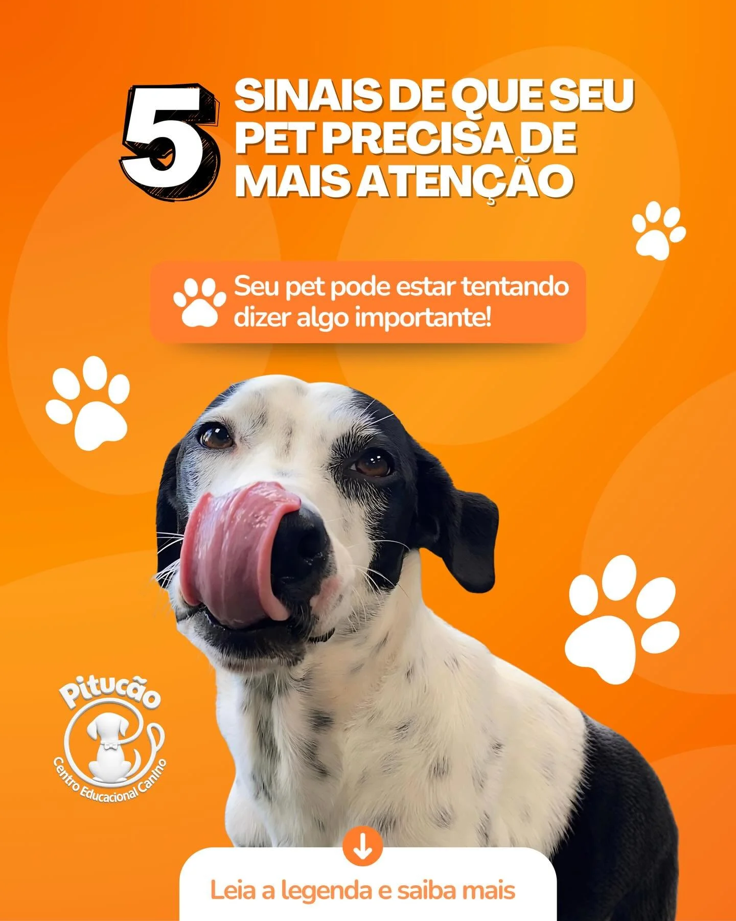🐾 Seu c&atilde;o pode estar precisando mais da sua aten&ccedil;&atilde;o&hellip; e os sinais aparecem no comportamento! 👀🐶 

Confira 5 sinais importantes: 

1️⃣ Destrui&ccedil;&atilde;o excessiva de objetos e m&oacute;veis 
2️⃣ Latidos frequentes 