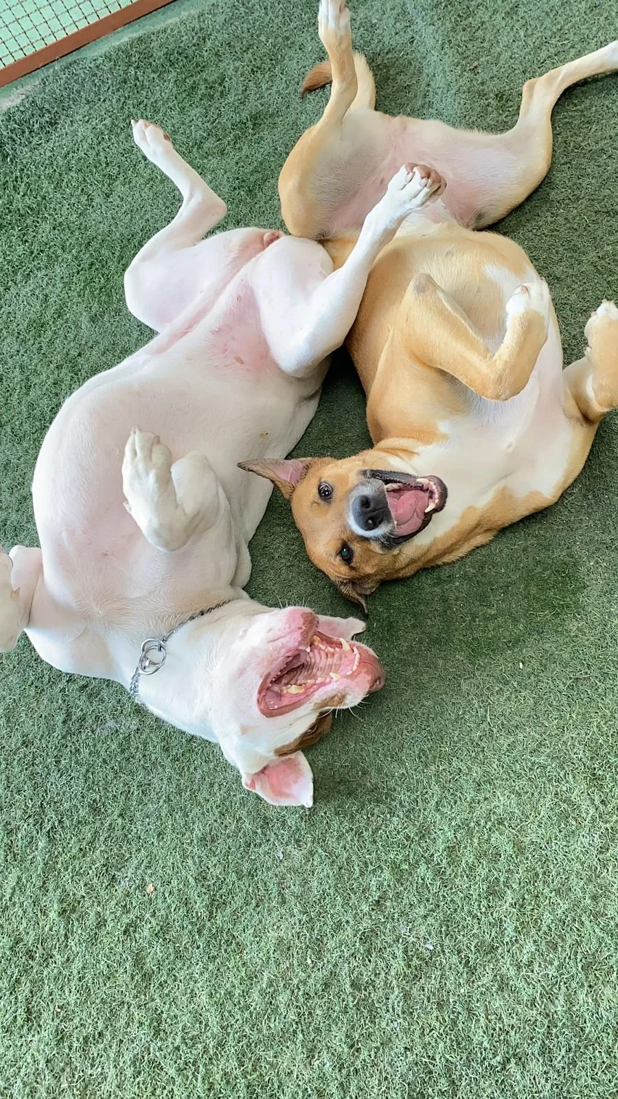 WhatsApp Image 2025-05-20 at 15.05.23 (2).jpeg